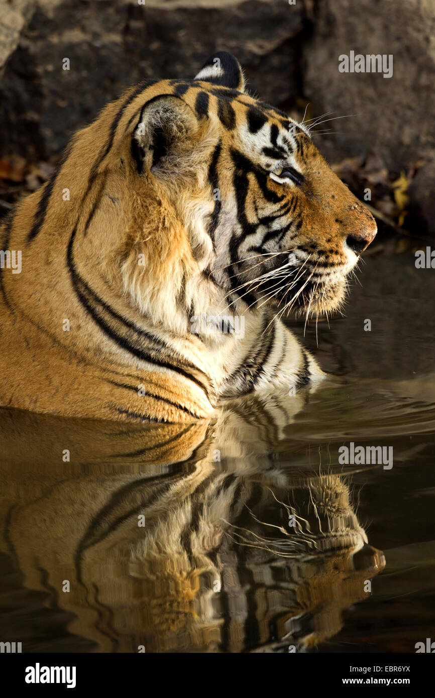 Bengal tiger (Panthera tigris tigris), bathing male, India, Ranthambhore Stock Photo