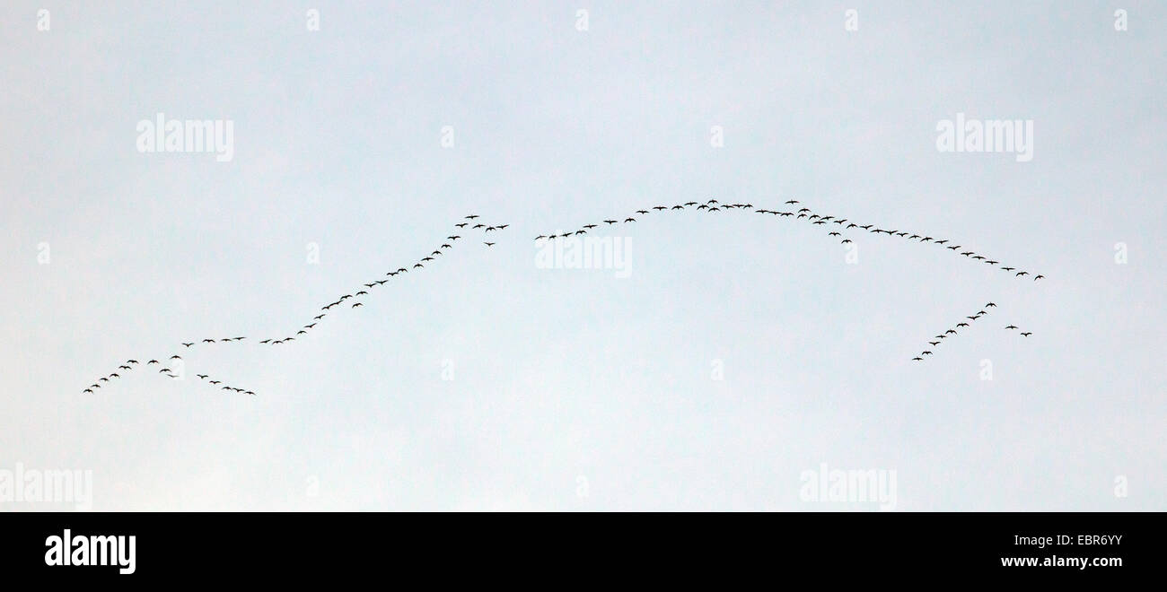 migrating geese, Germany Stock Photo