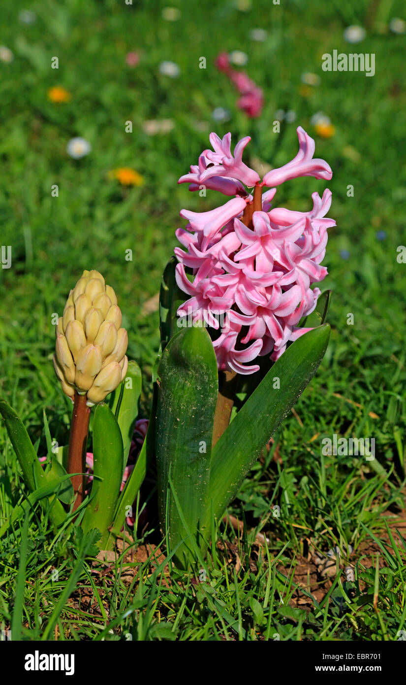 Hyacinthus orientalis flower hi-res stock photography and images - Page 13  - Alamy