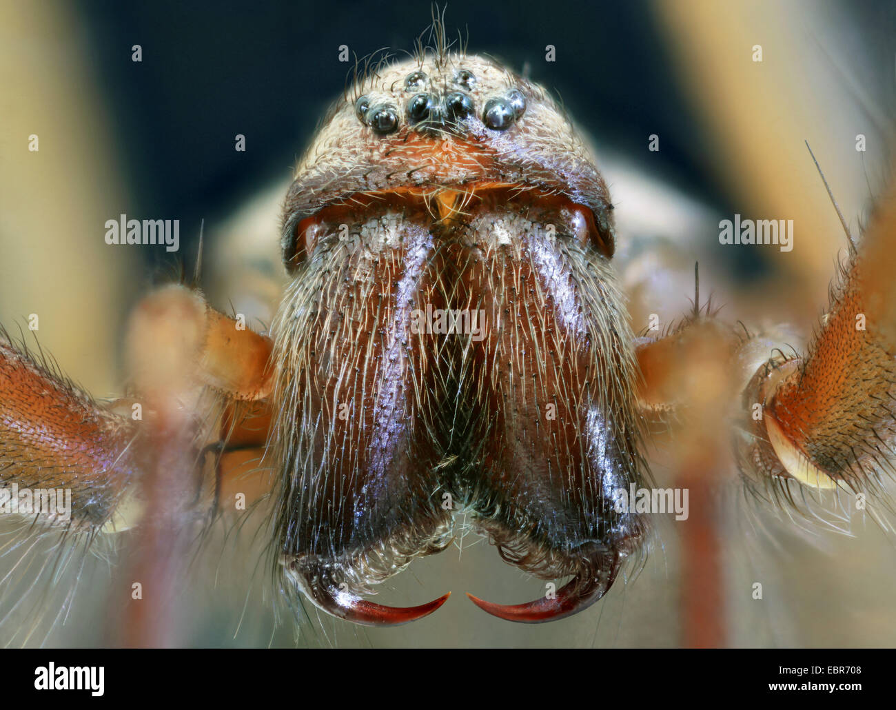 giant European house spider, giant house spider, larger house spider