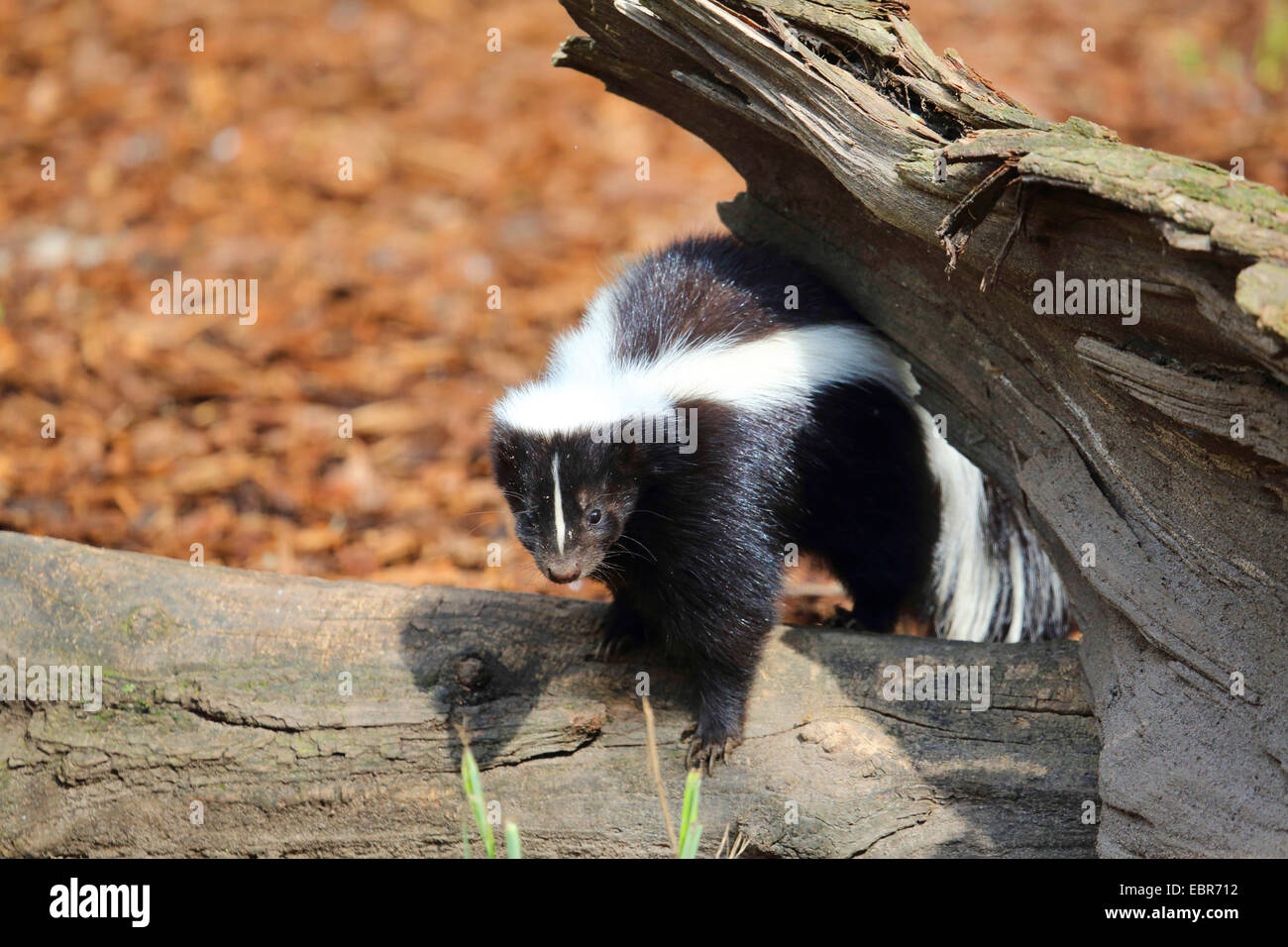 striped skunk (Mephitis mephitis), climbing on overturned tree stem Stock Photo