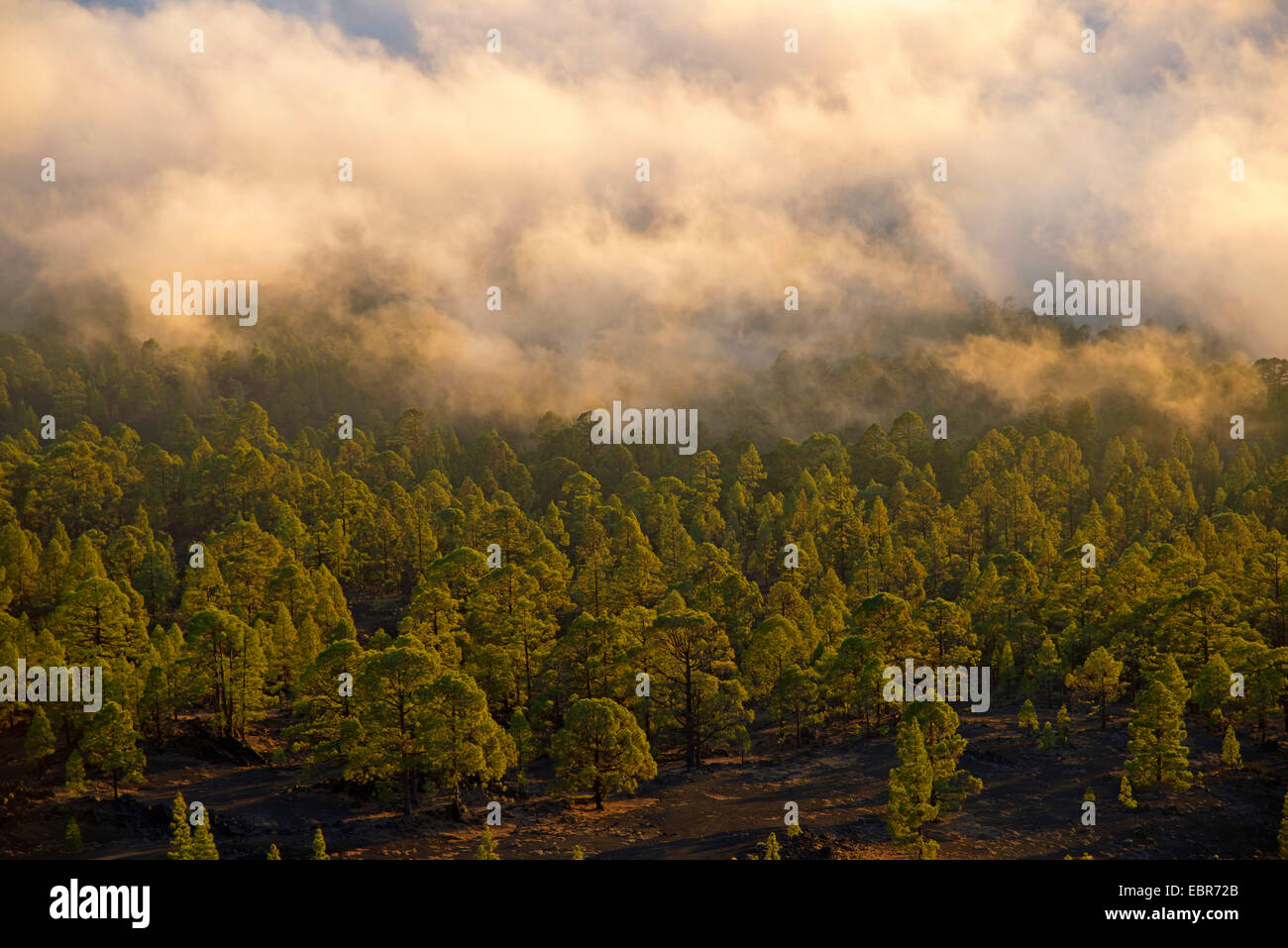 Canary pine (Pinus canariensis), pine forest under clouds of Passat, Canary Islands, Tenerife, Teide National Park Stock Photo