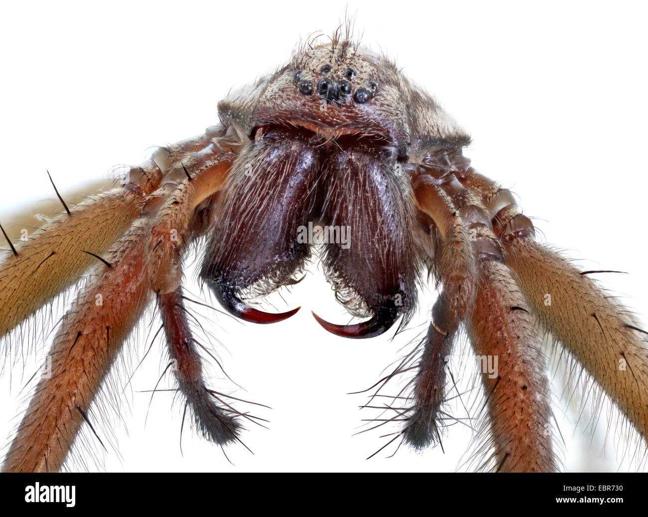 giant European house spider, giant house spider, larger house spider, cobweb spider (Tegenaria gigantea, Tegenaria atrica), macro shot, frontal Stock Photo