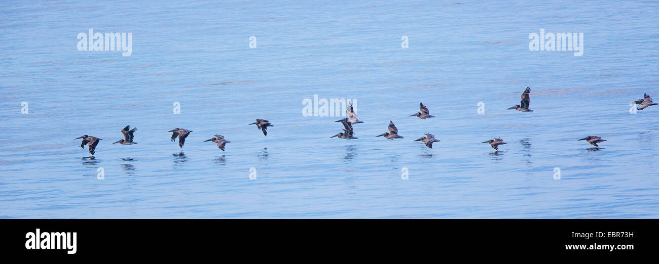 brown pelican (Pelecanus occidentalis), flock flying close over the water surface, Costa Rica, Pazifikkueste Stock Photo