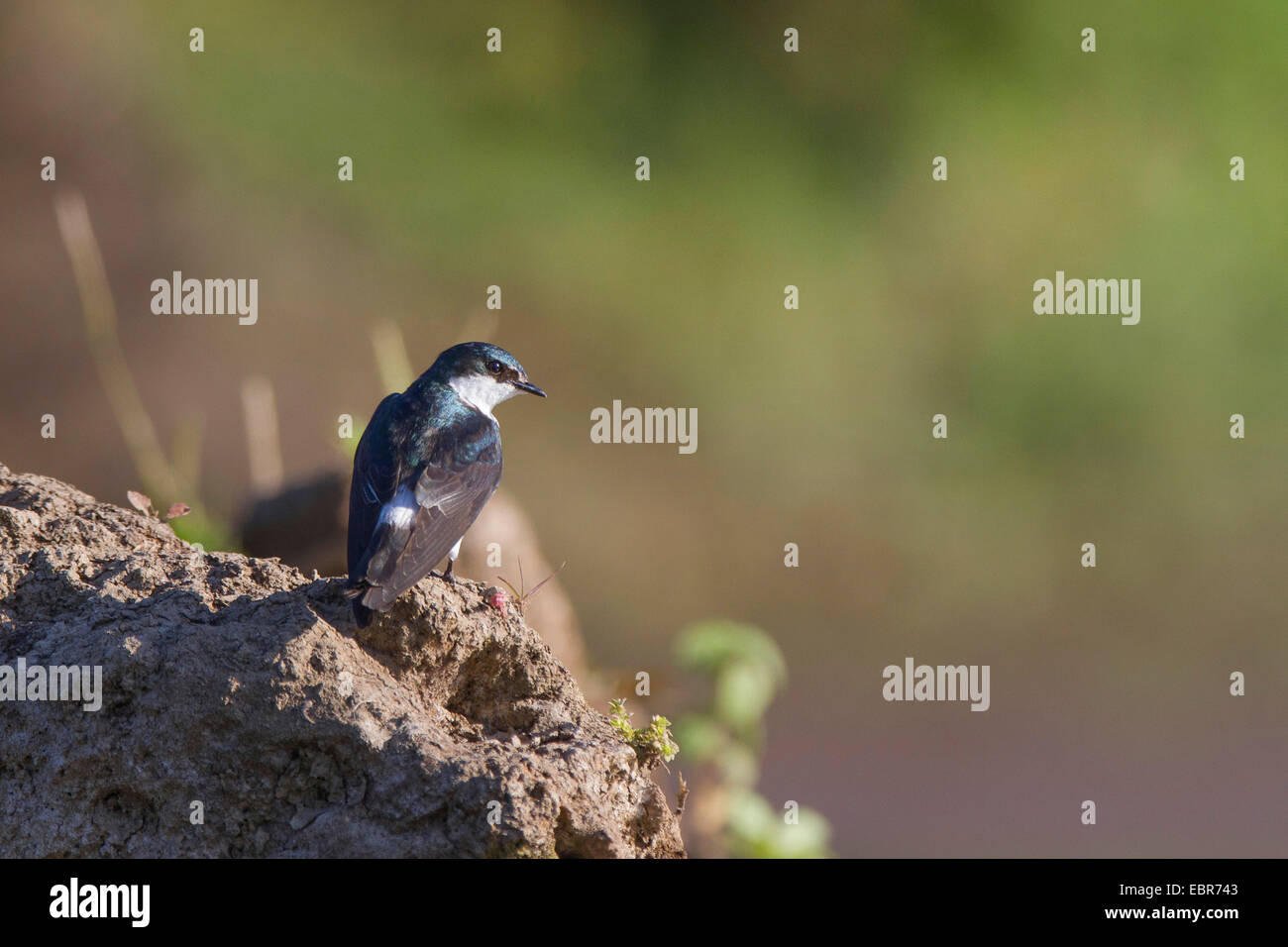 Mangrove swallow (Tachycineta albilinea), sitting at the shore, Costa Rica, Rio Tarcoles Stock Photo