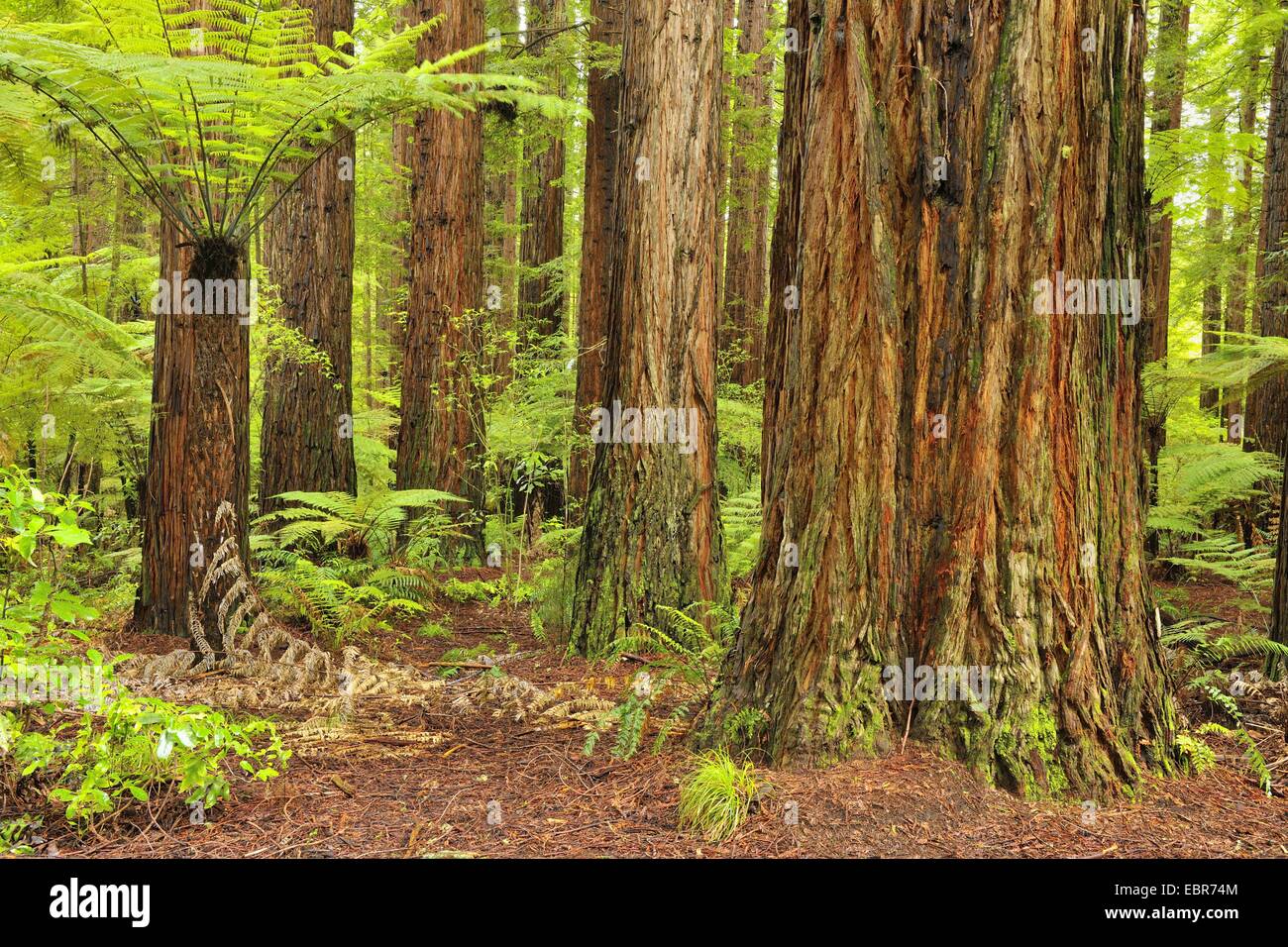 California redwood, coast redwood (Sequoia sempervirens), Redwood and Fern Trees, New Zealand, Northern Island, Bay of Plenty, Whakarewarewa Forest Stock Photo