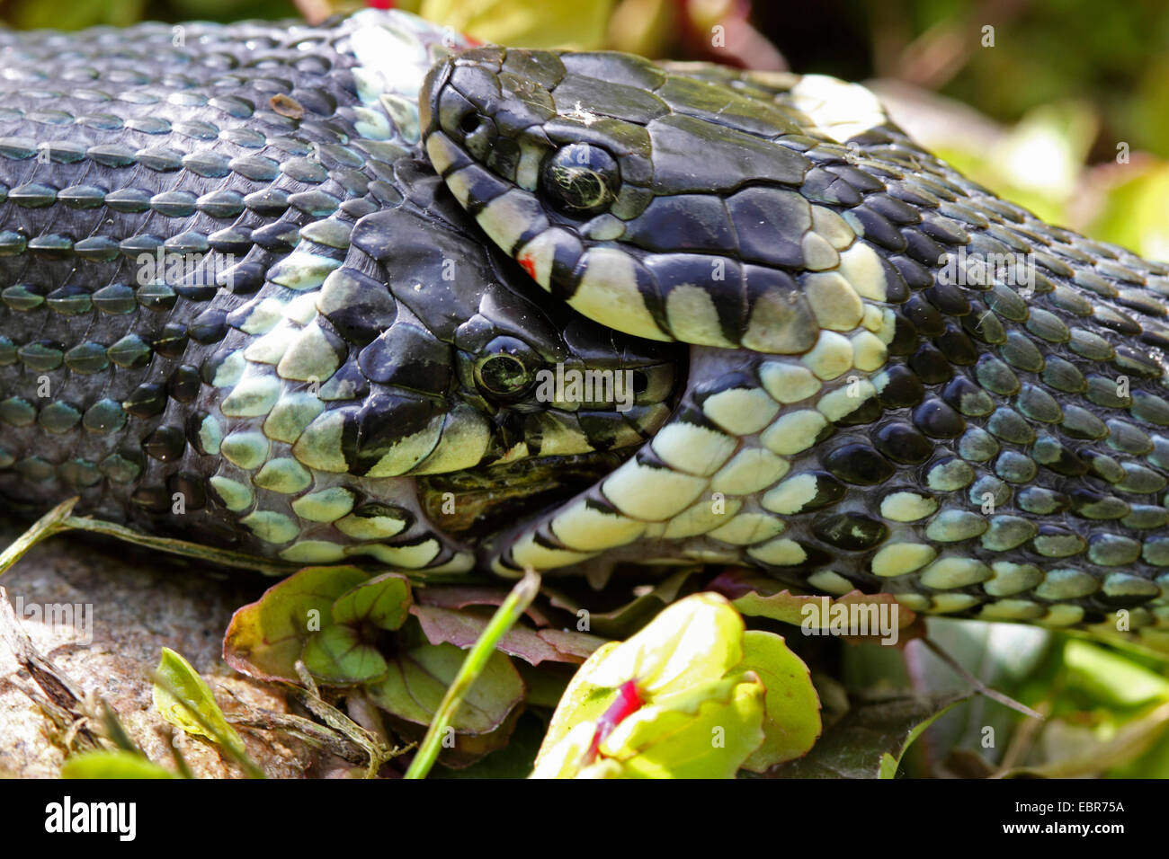 grass snake (Natrix natrix), series picture 18, two snakes fighting for a frog, Germany, Mecklenburg-Western Pomerania Stock Photo
