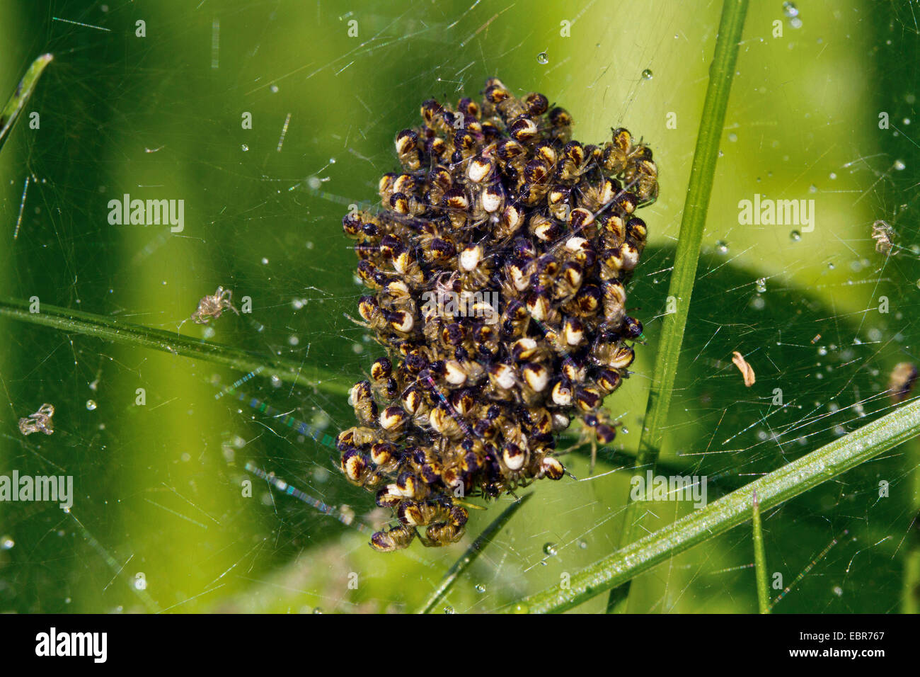 cross orbweaver, European garden spider, cross spider (Araneus diadematus), many young spiders in a web, Germany Stock Photo