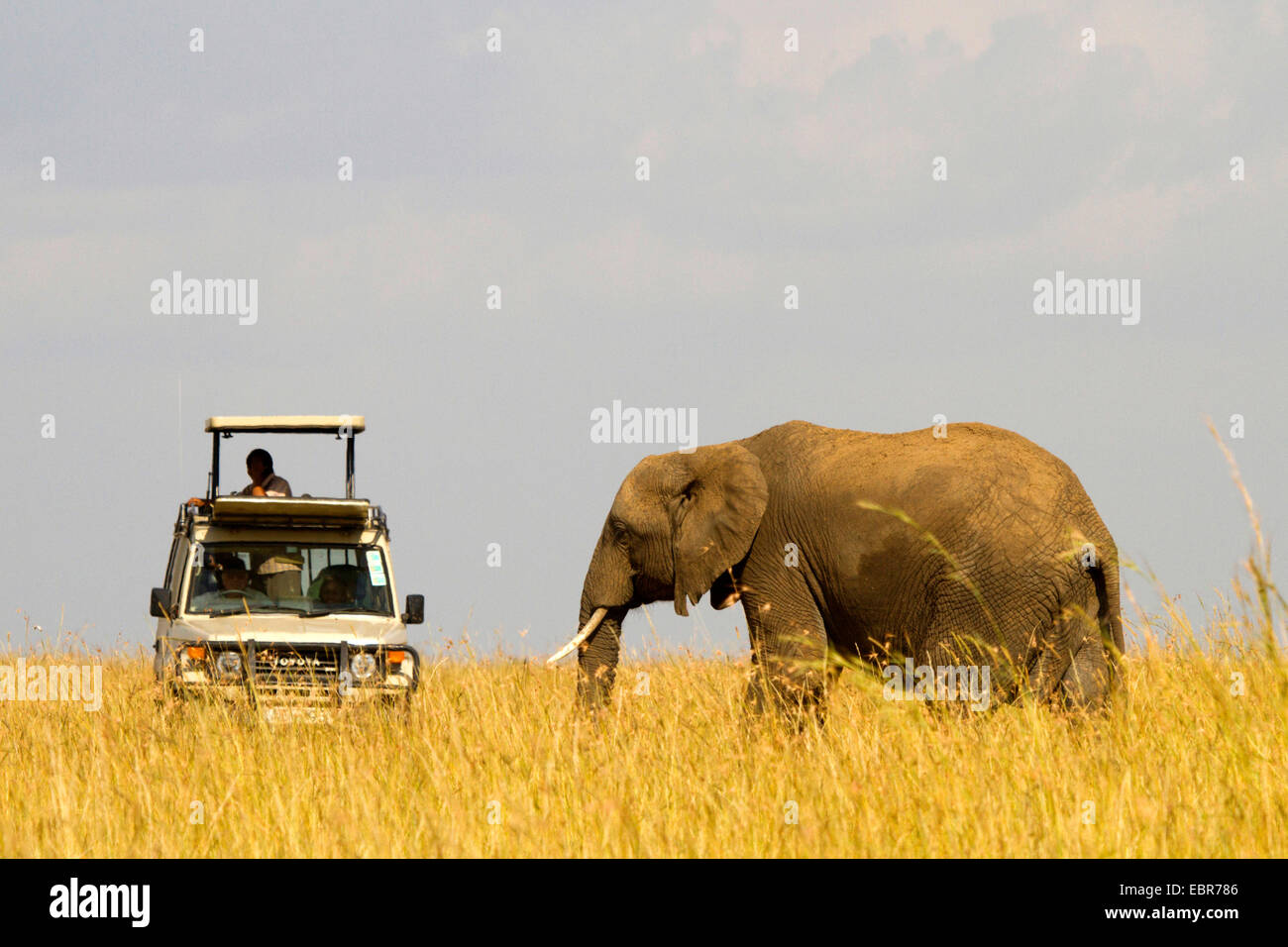 African elephant (Loxodonta africana), with safari jeep, Kenya, Masai Mara National Park Stock Photo
