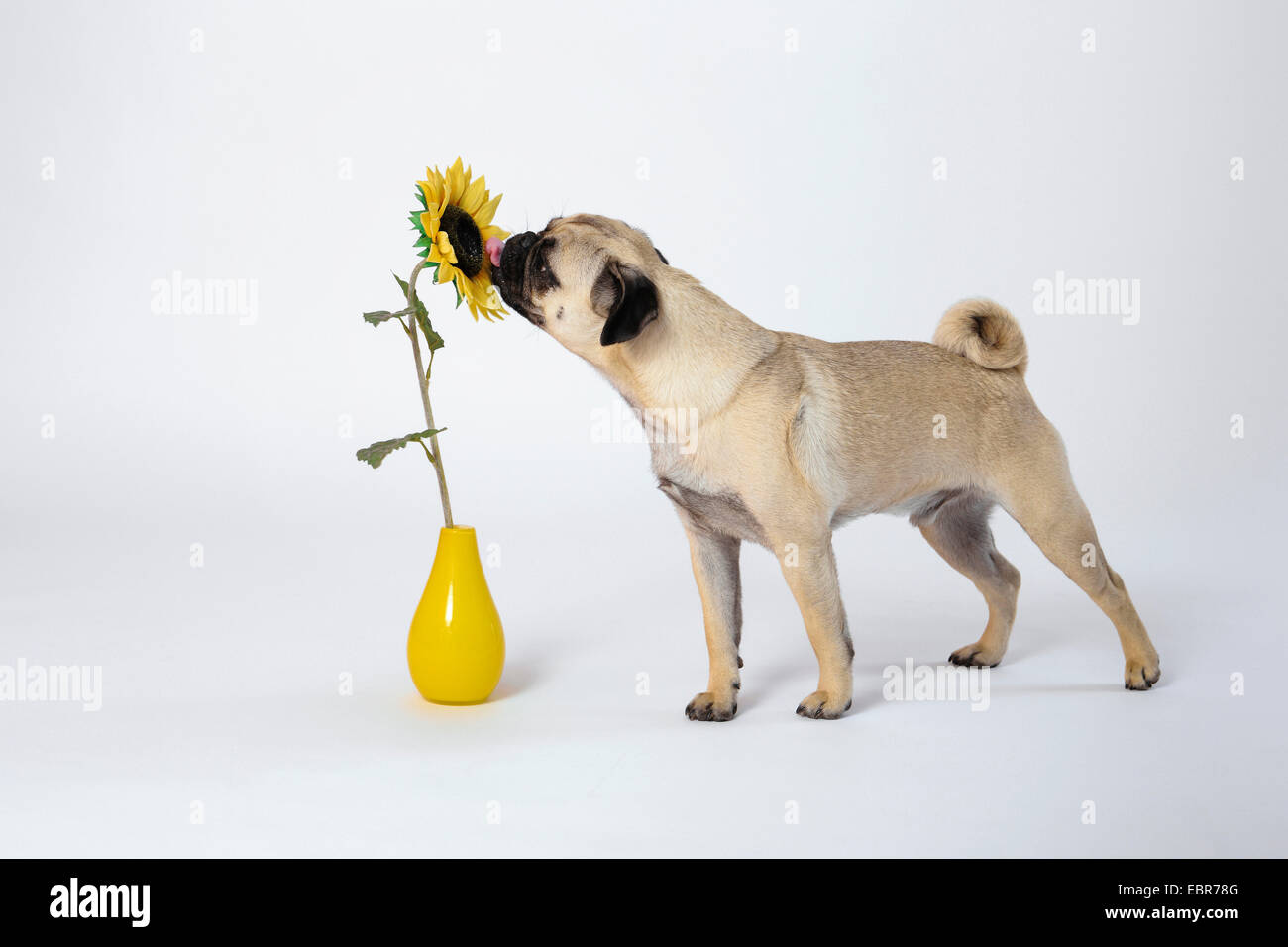 Pug (Canis lupus f. familiaris), licking at an artificial sunflower in a vase Stock Photo