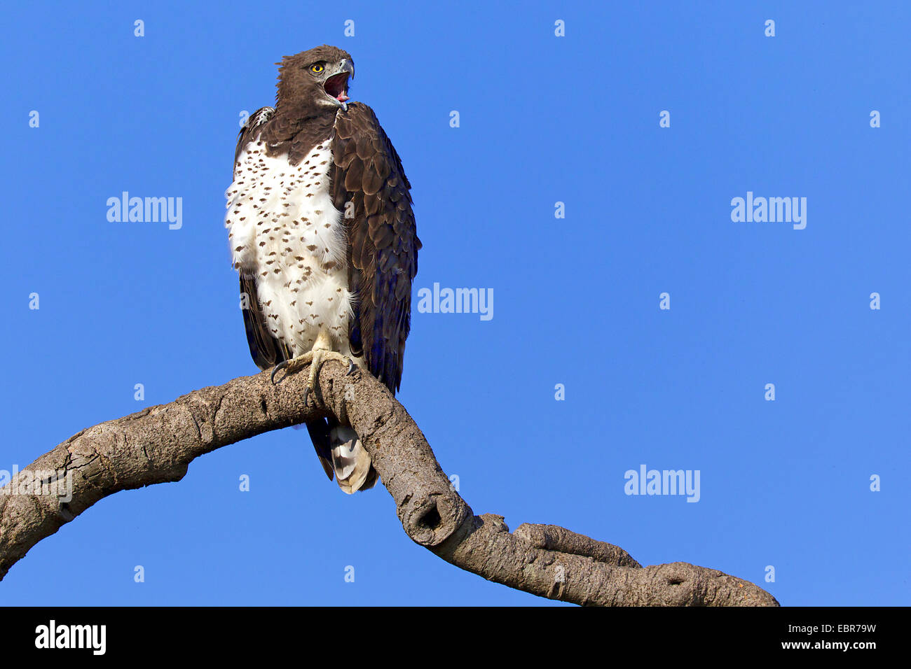 martial eagle (Polemaetus bellicosus, Hieraaetus bellicosus), sitting on a branch calling, Kenya, Masai Mara National Park Stock Photo