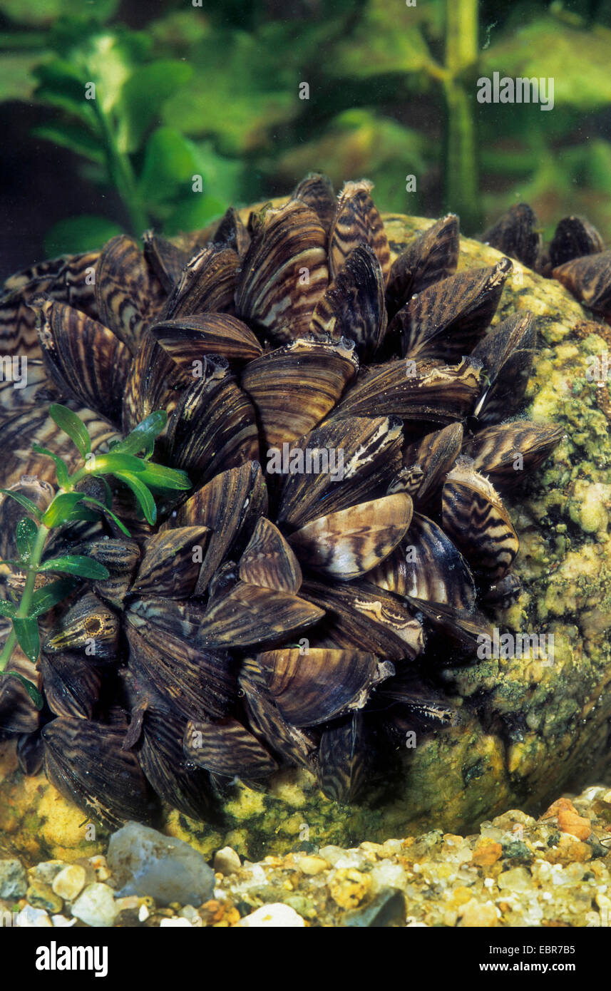 Dreissena polymorpha hires stock photography and images Alamy