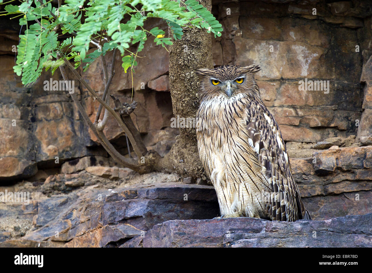 Brown fish owl (Bubo zeylonensis, Ketupa zeylonensis), at nesting place, India, Ranthambhore Stock Photo