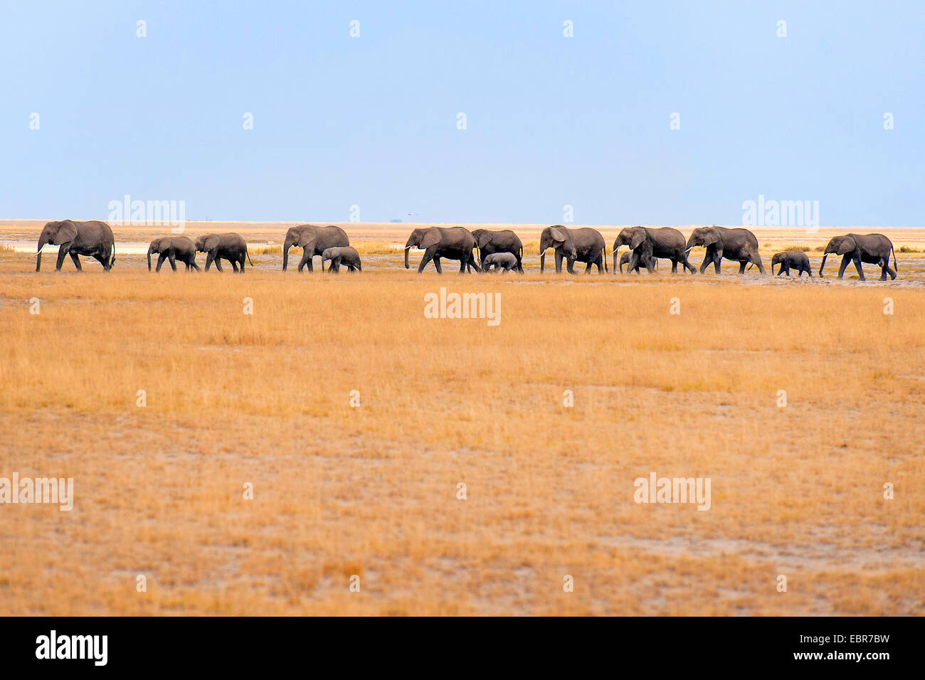 African elephant (Loxodonta africana), herd of elephants walking through the savannah, Kenya, Amboseli National Park Stock Photo