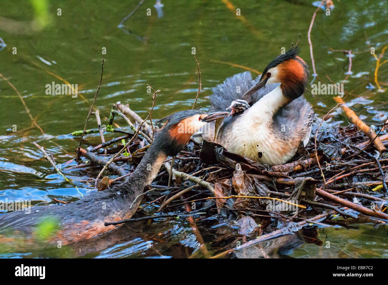 great crested grebe (Podiceps cristatus), great crested gebe family at the nest, Germany Stock Photo