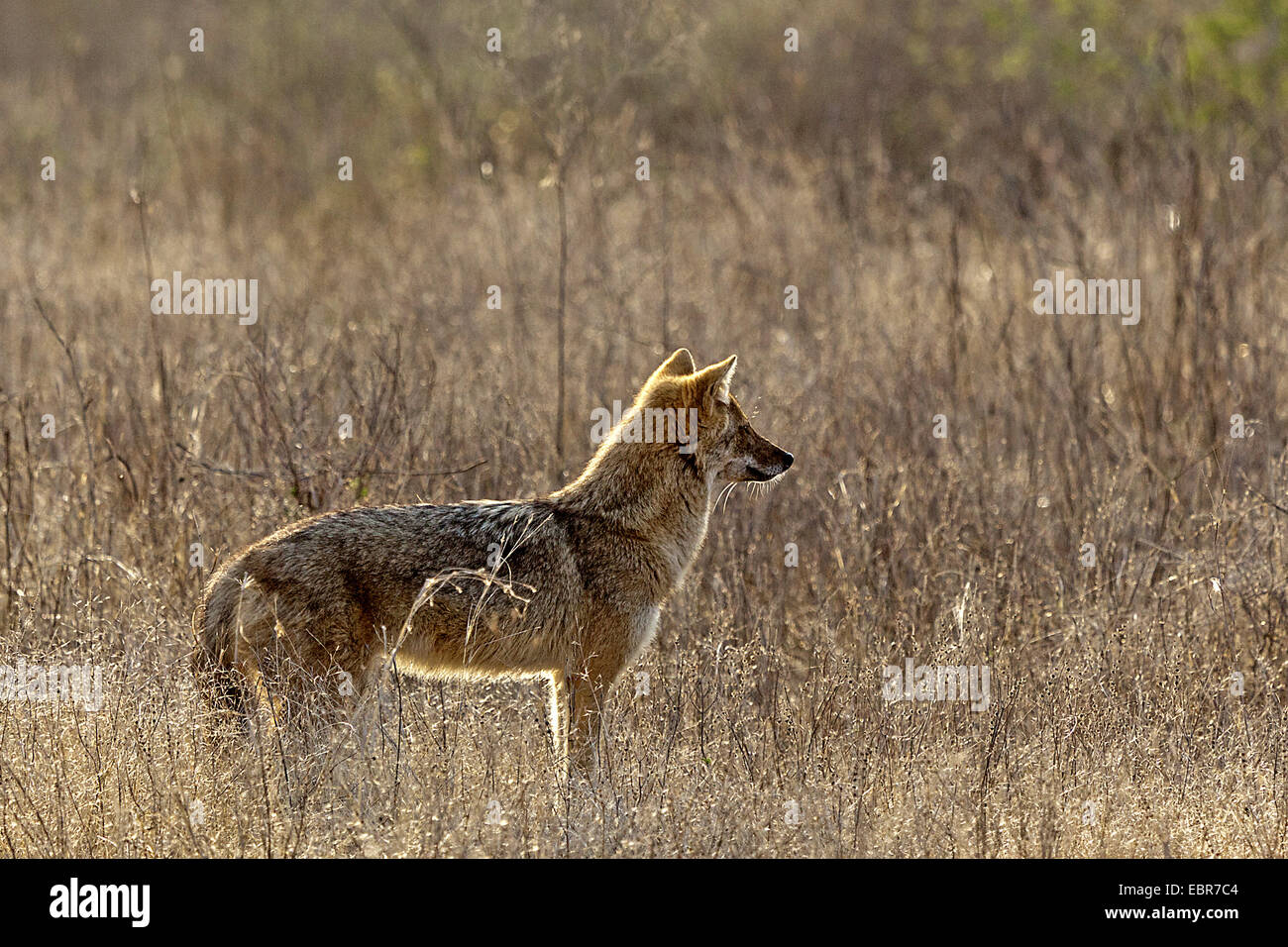 golden jackal (Canis aureus), female in a dry meadow, India, Ranthambhore Stock Photo