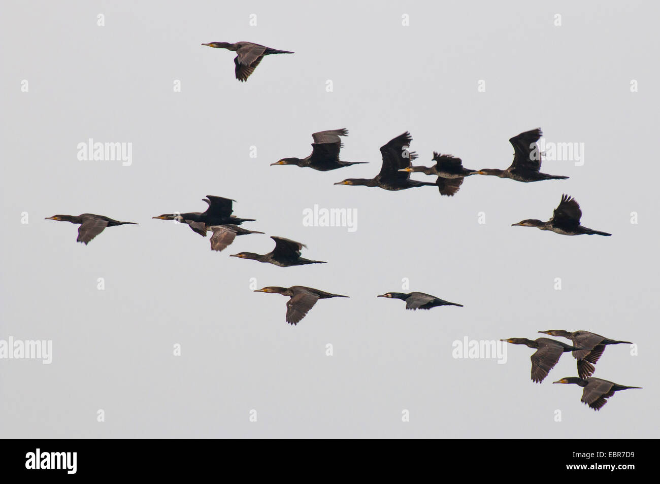 great cormorant (Phalacrocorax carbo), cormorants in flight, Germany, Lower Saxony, Spiekeroog