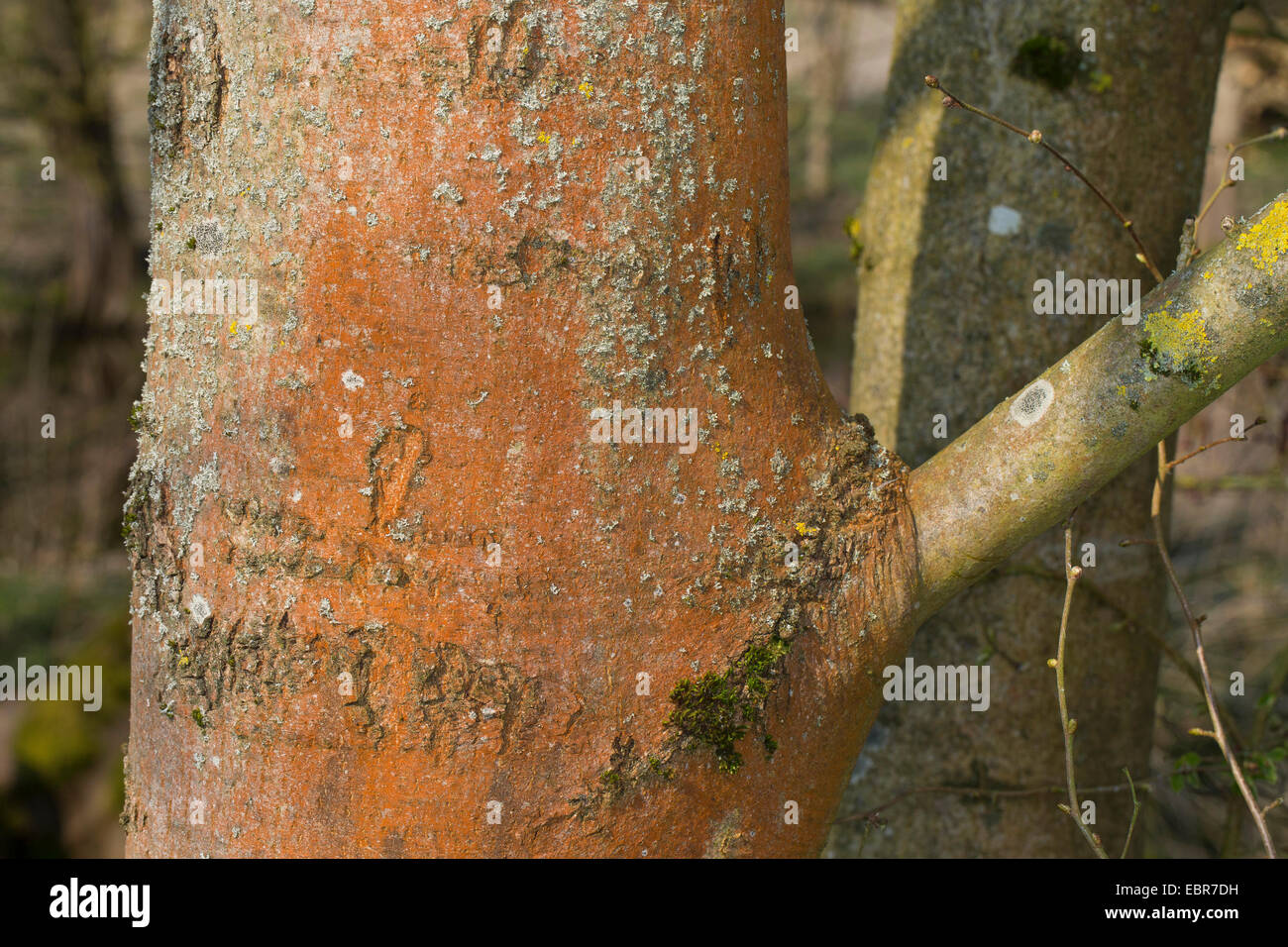 green alga (Trentepohlia aurea), red discolouration at the trunk of an ash, Germany Stock Photo