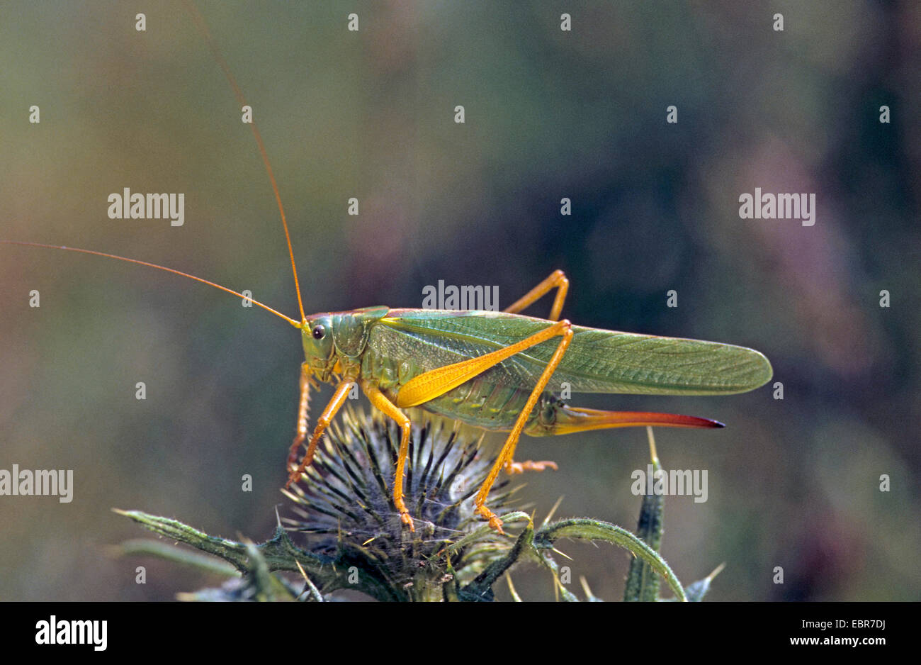 great green bushcricket (Tettigonia viridissima), female with long