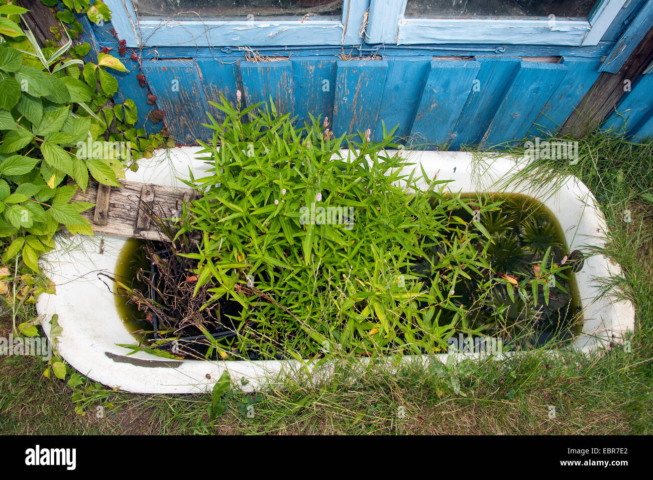 mini pond, garden pond in a natural garden. Old bath tub in the garden was planted serving as a biotop for animals, Germany Stock Photo
