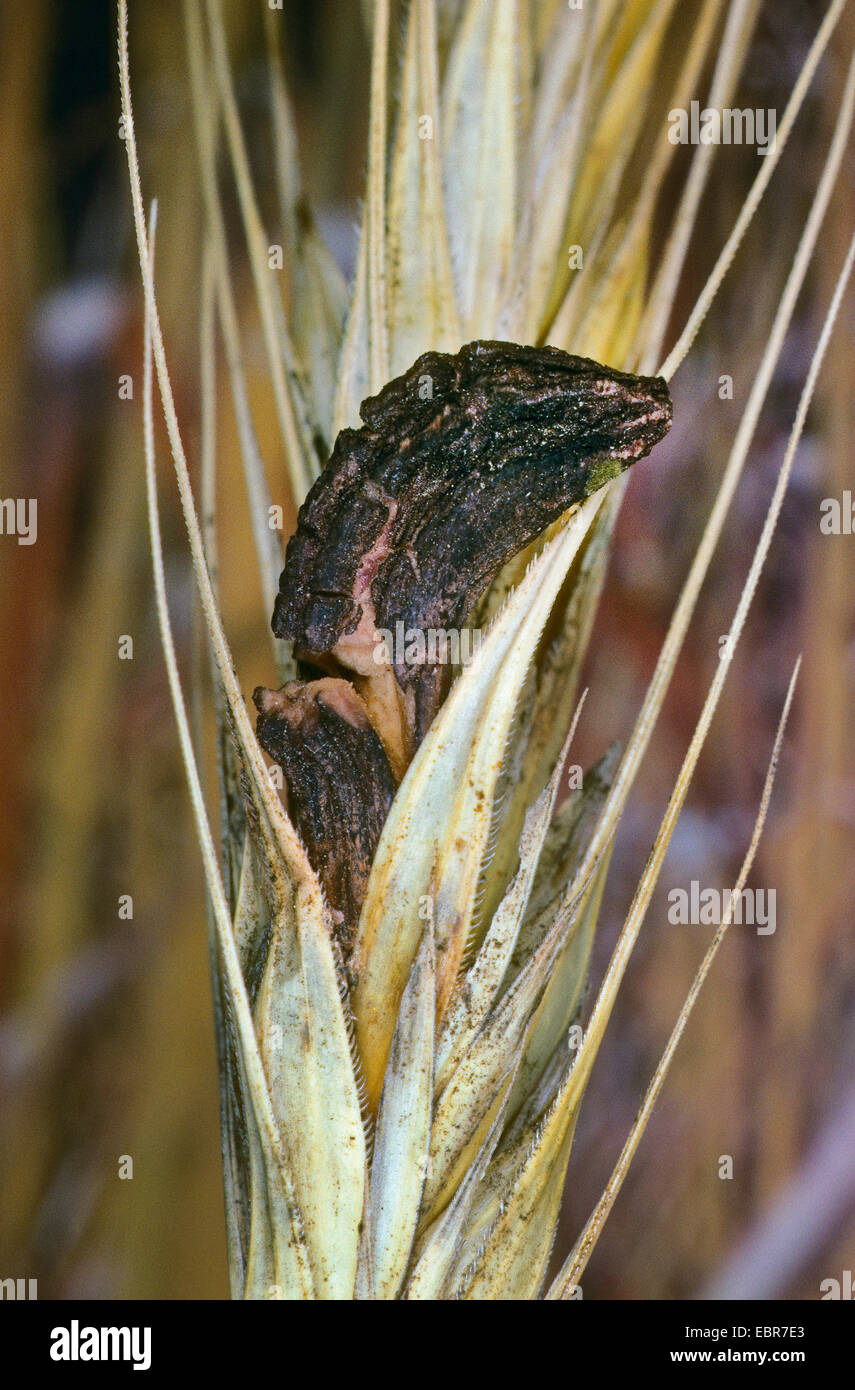 Ergot, ergot fungus (Claviceps purpurea, Secale cornutum), ergot on rye, Germany Stock Photo