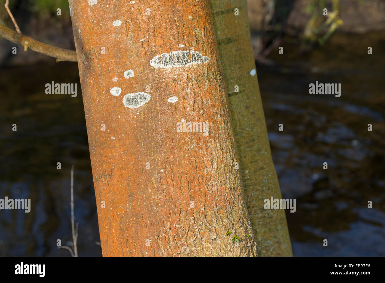 green alga (Trentepohlia aurea), red discolouration at the trunk of an ash, Germany Stock Photo