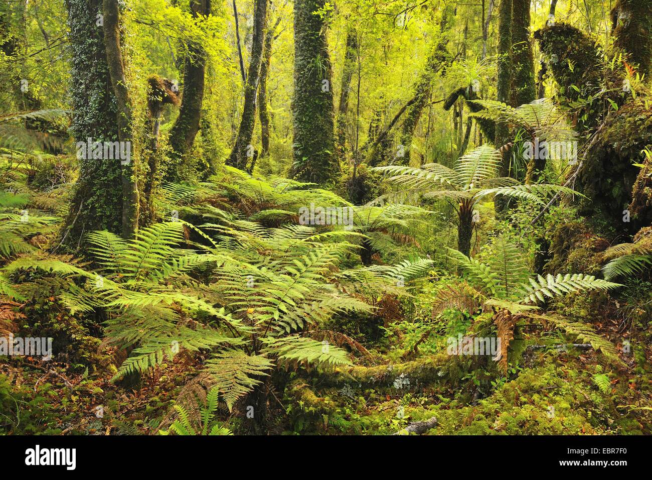 Temperate Rain Forest with Tree Ferns, New Zealand, West Coast, Haast Stock Photo