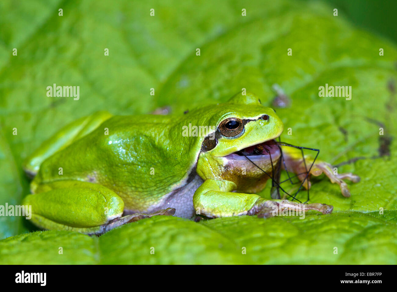 European treefrog, common treefrog, Central European treefrog (Hyla ...