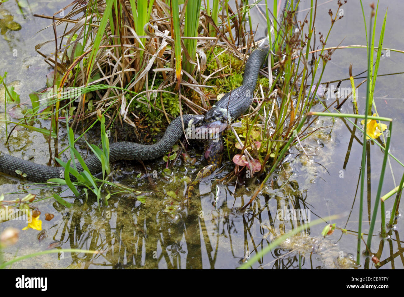 grass snake (Natrix natrix), series picture 13, two snakes fighting for ...