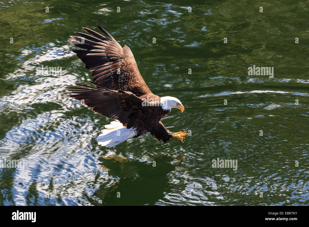 Bald eagle close alaska hi-res stock photography and images - Alamy