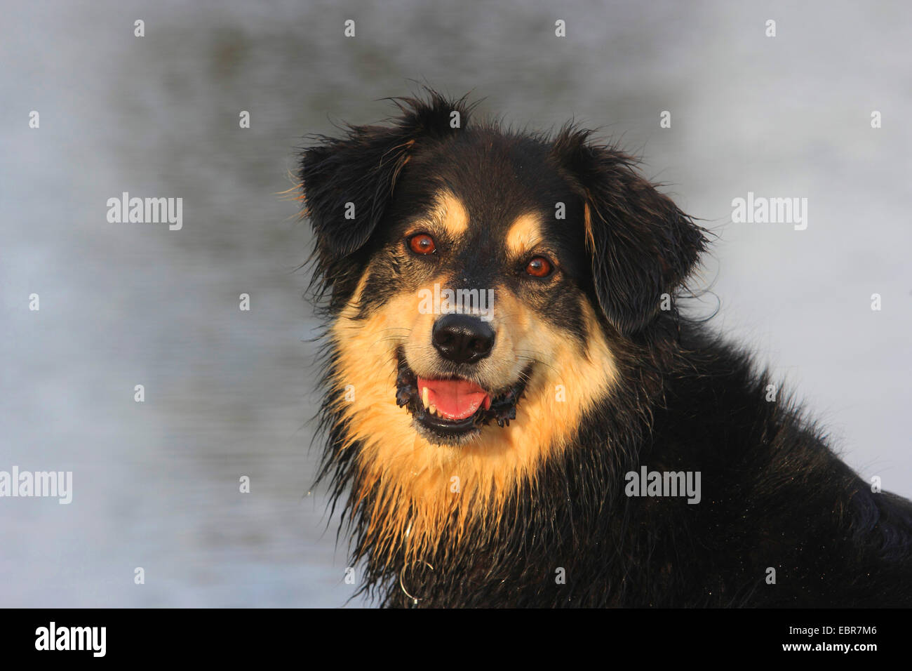 Australian Shepherd (Canis lupus f. familiaris), mixed breed, Aussie Mix, near stretch of water, Germany Stock Photo