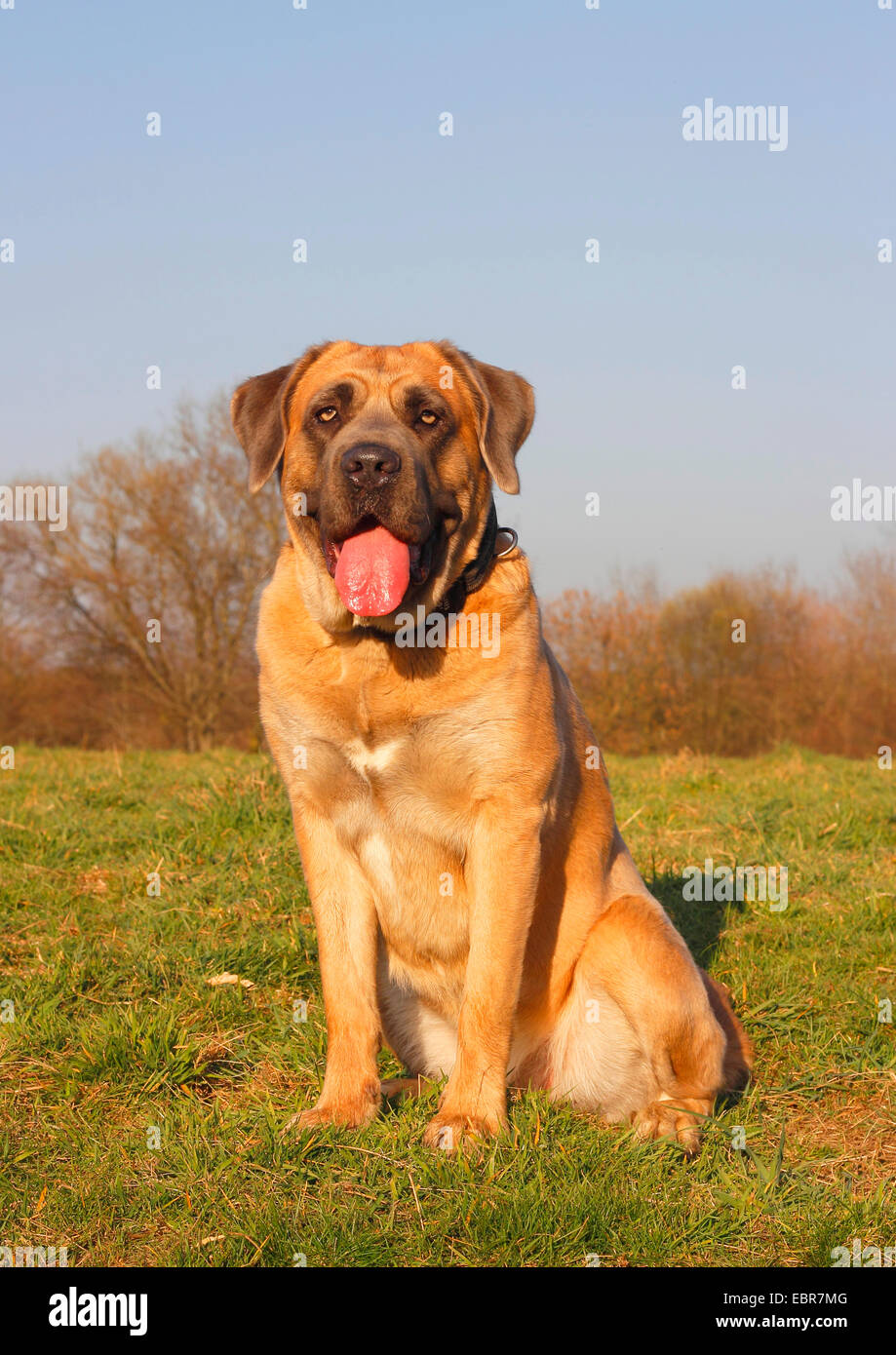 Cane Corso Italiano (Canis lupus f. familiaris), two year old female sits in a meadow, Germany Stock Photo