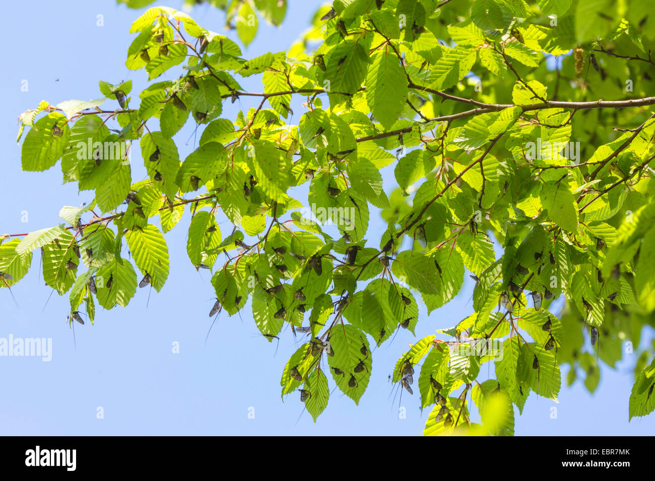 mayfly (cf. Ephemera vulgata), several imagines on leaves of a hornbeam after skinning, Germany, Bavaria Stock Photo