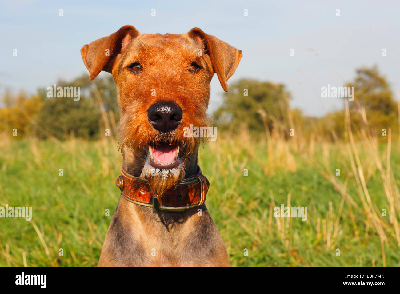 Airedale Terrier (Canis lupus f. familiaris), two year old female, portrait in a meadow, Germany Stock Photo