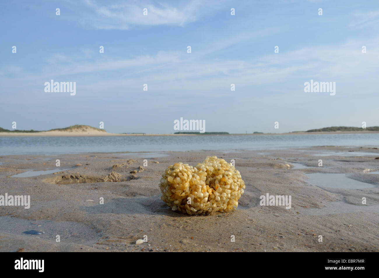 Common whelk, Edible European whelk, Waved whelk, buckie, Northern whelk (Buccinum undatum), egg ball on the beach, Netherlands, Zeeland, Cadzand Stock Photo