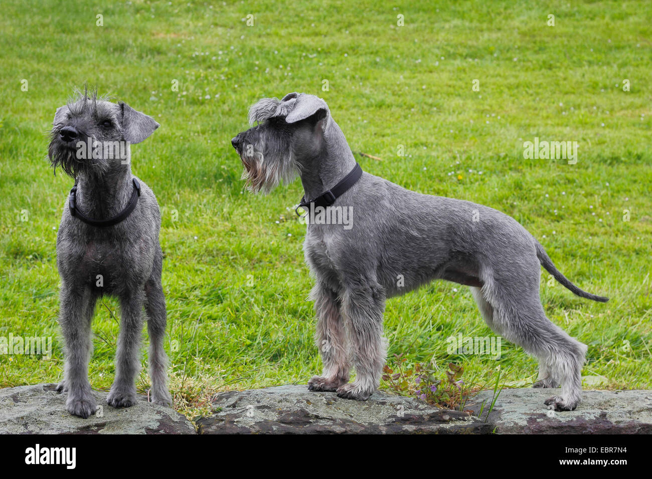 Miniature Schnauzer (Canis lupus f. familiaris), two femals stand in a meadow, Germany Stock Photo