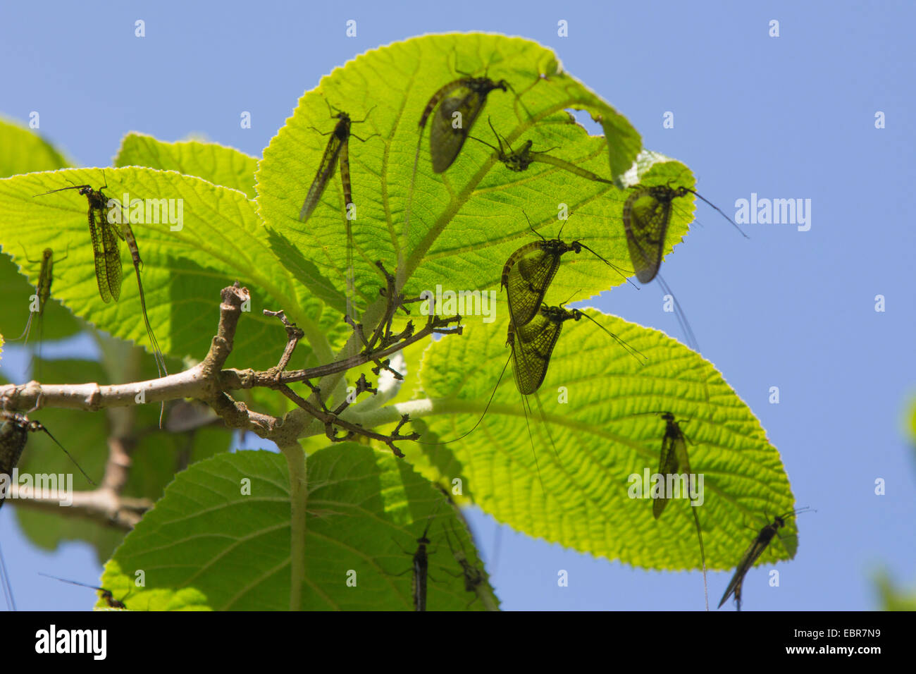 mayfly (cf. Ephemera vulgata), several imagines on leaves after skinning, Germany, Bavaria Stock Photo