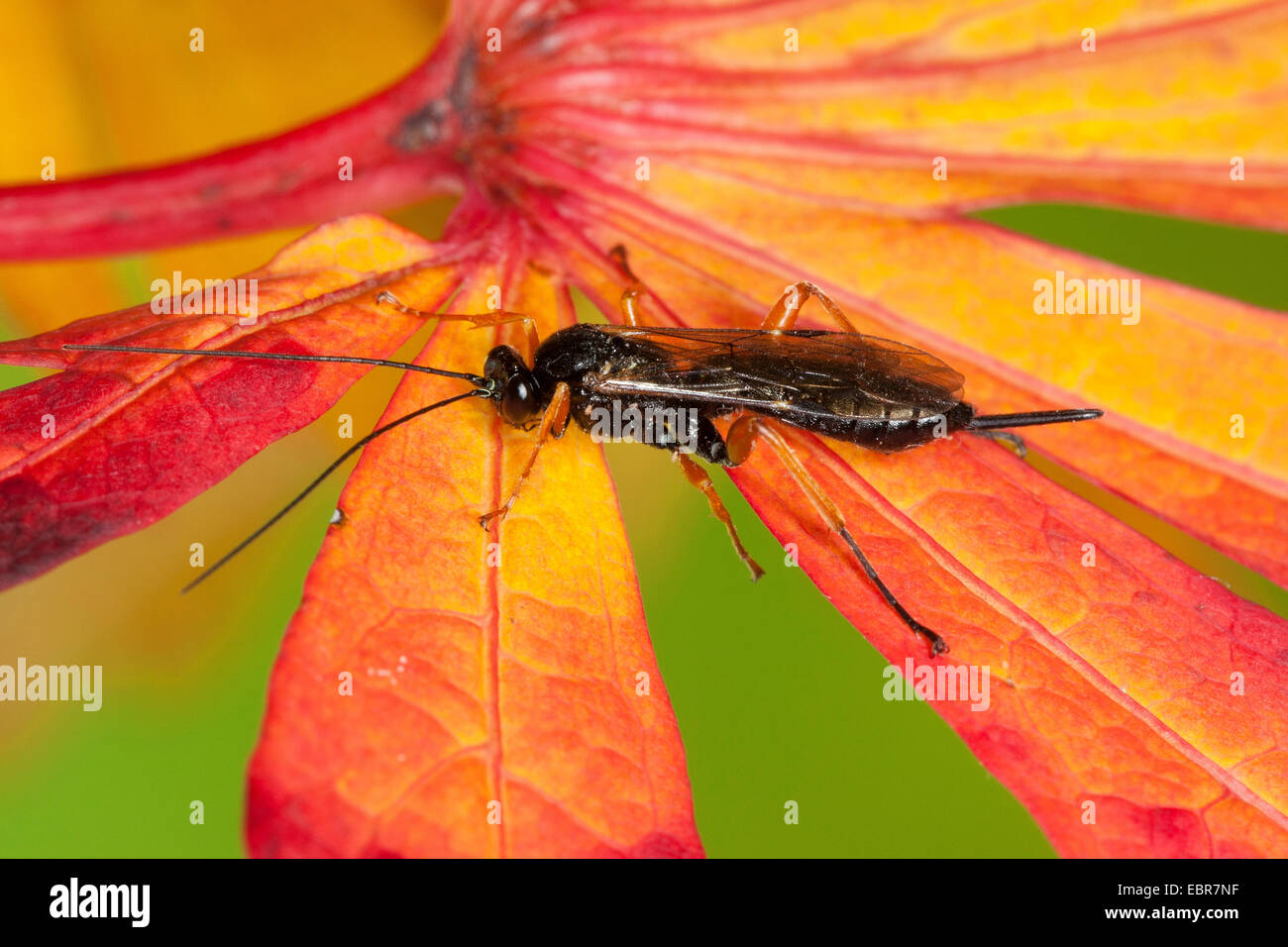 Ichneumon, parasitic wasp (Pimpla spec.), female, Germany Stock Photo ...