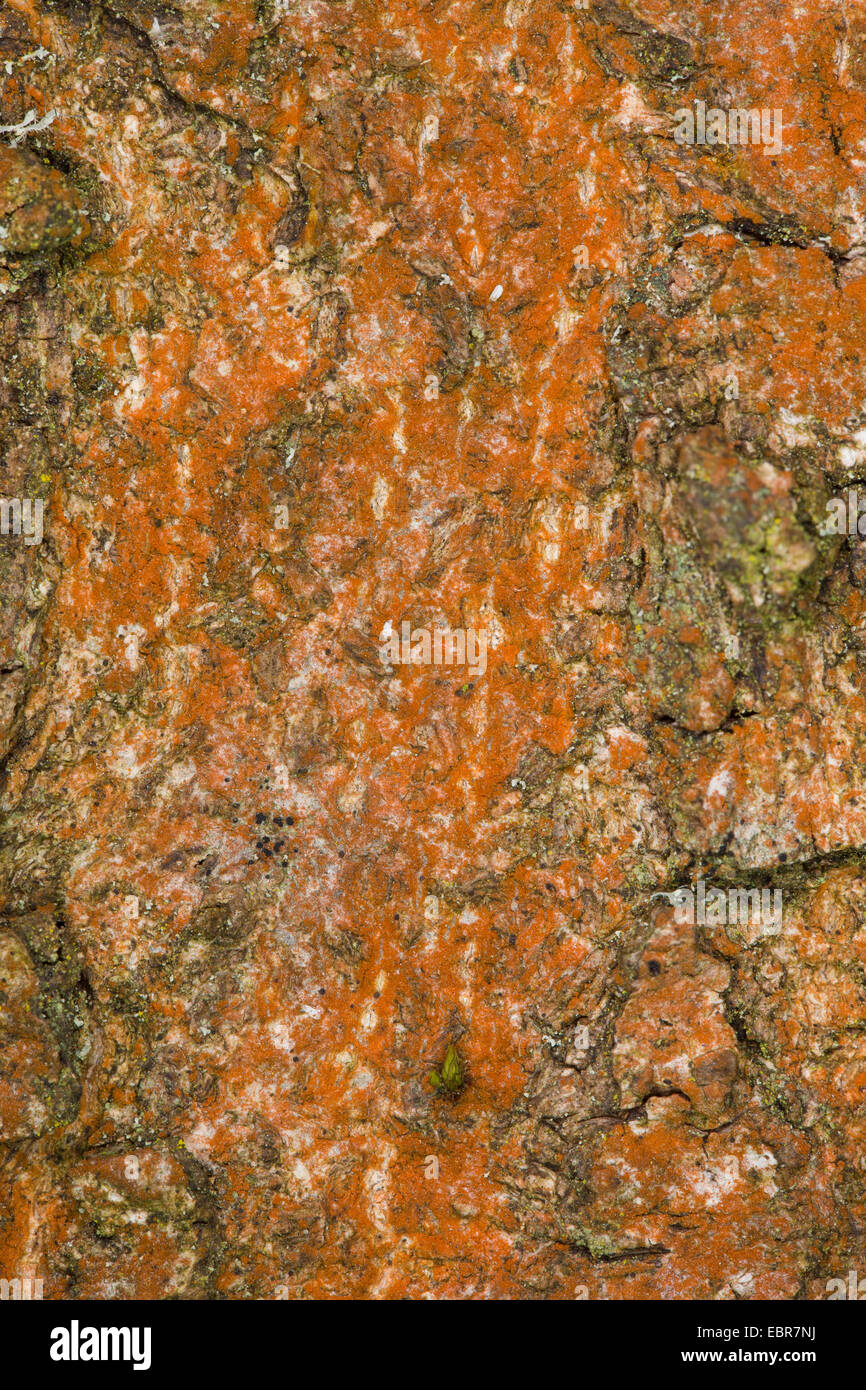 green alga (Trentepohlia aurea), red discolouration at the trunk of an ash, Germany Stock Photo