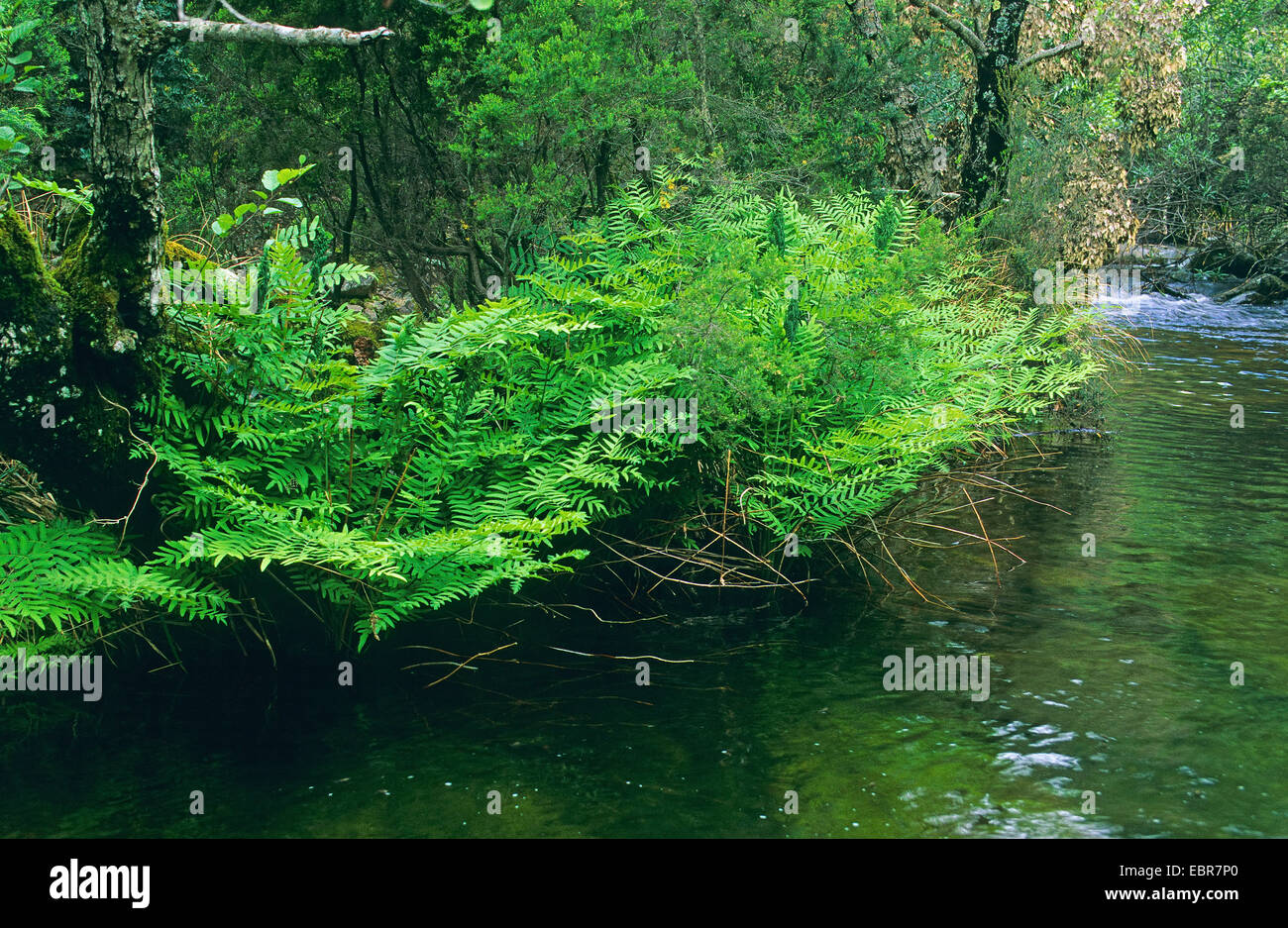 royal fern (Osmunda regalis), at the brookside of a forest creek, Germany Stock Photo