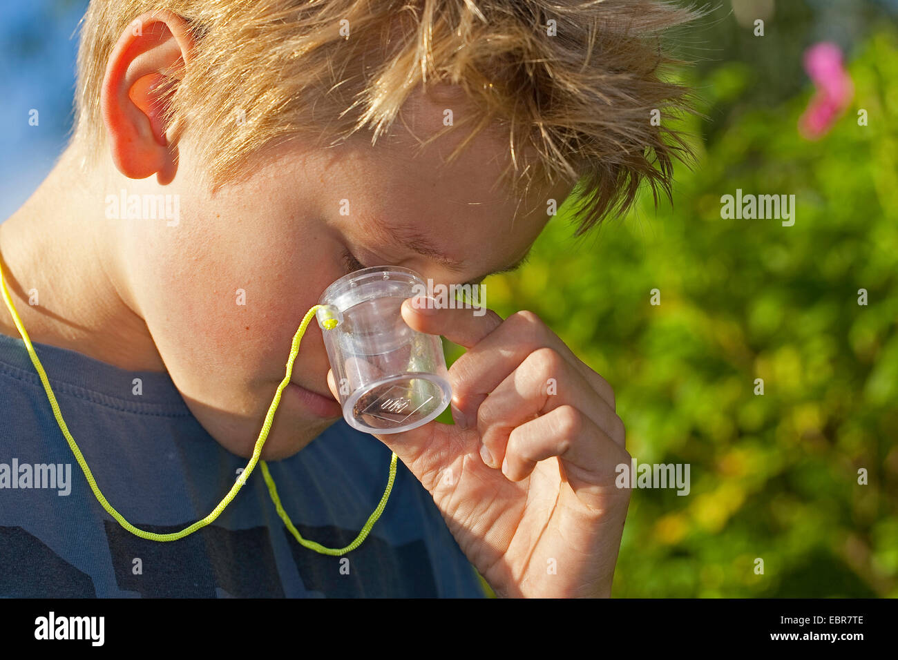 boy watching an insect in a magnifier cup, Germany Stock Photo