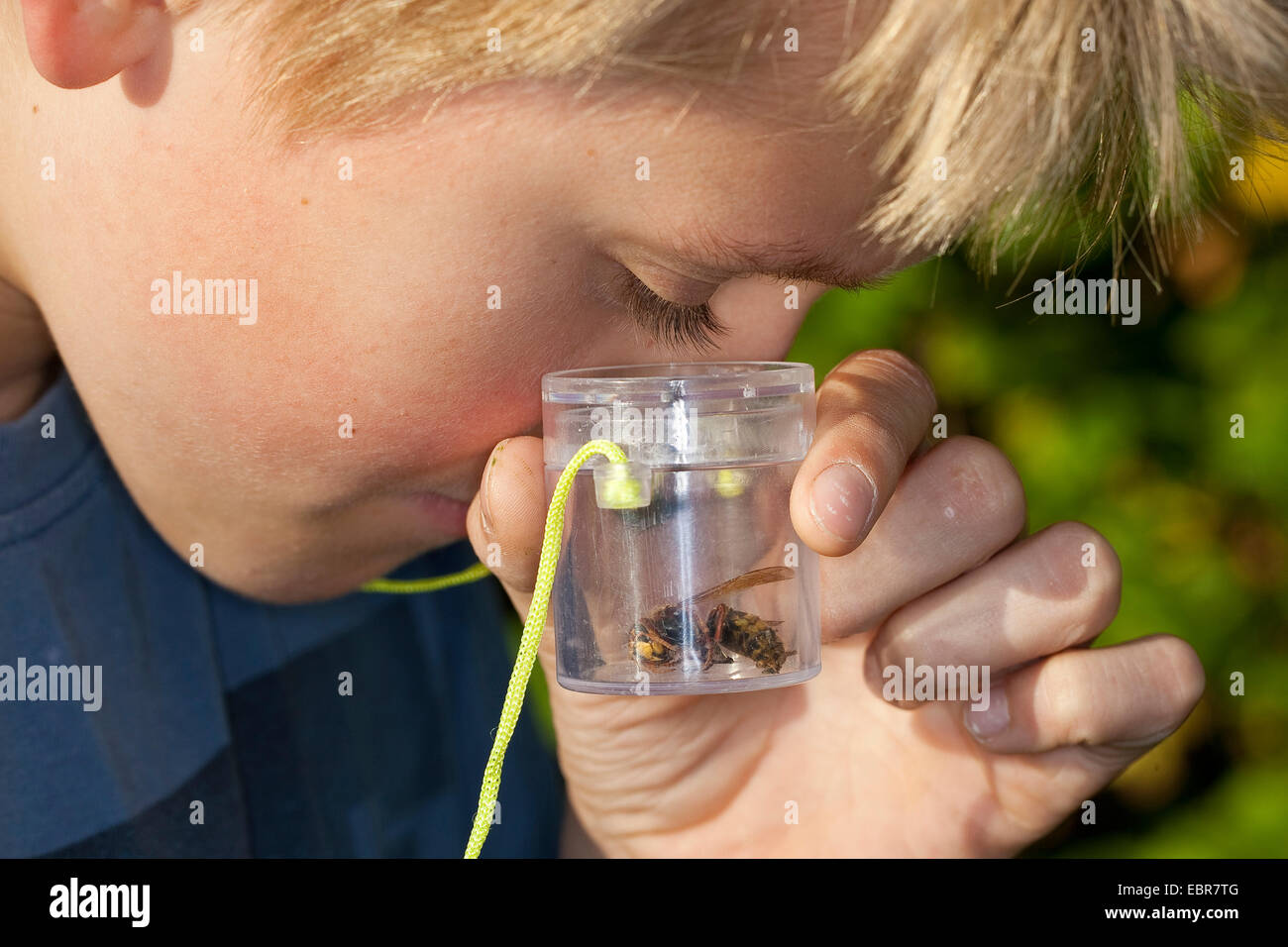 boy watching a wasp in a magnifier cup, Germany Stock Photo
