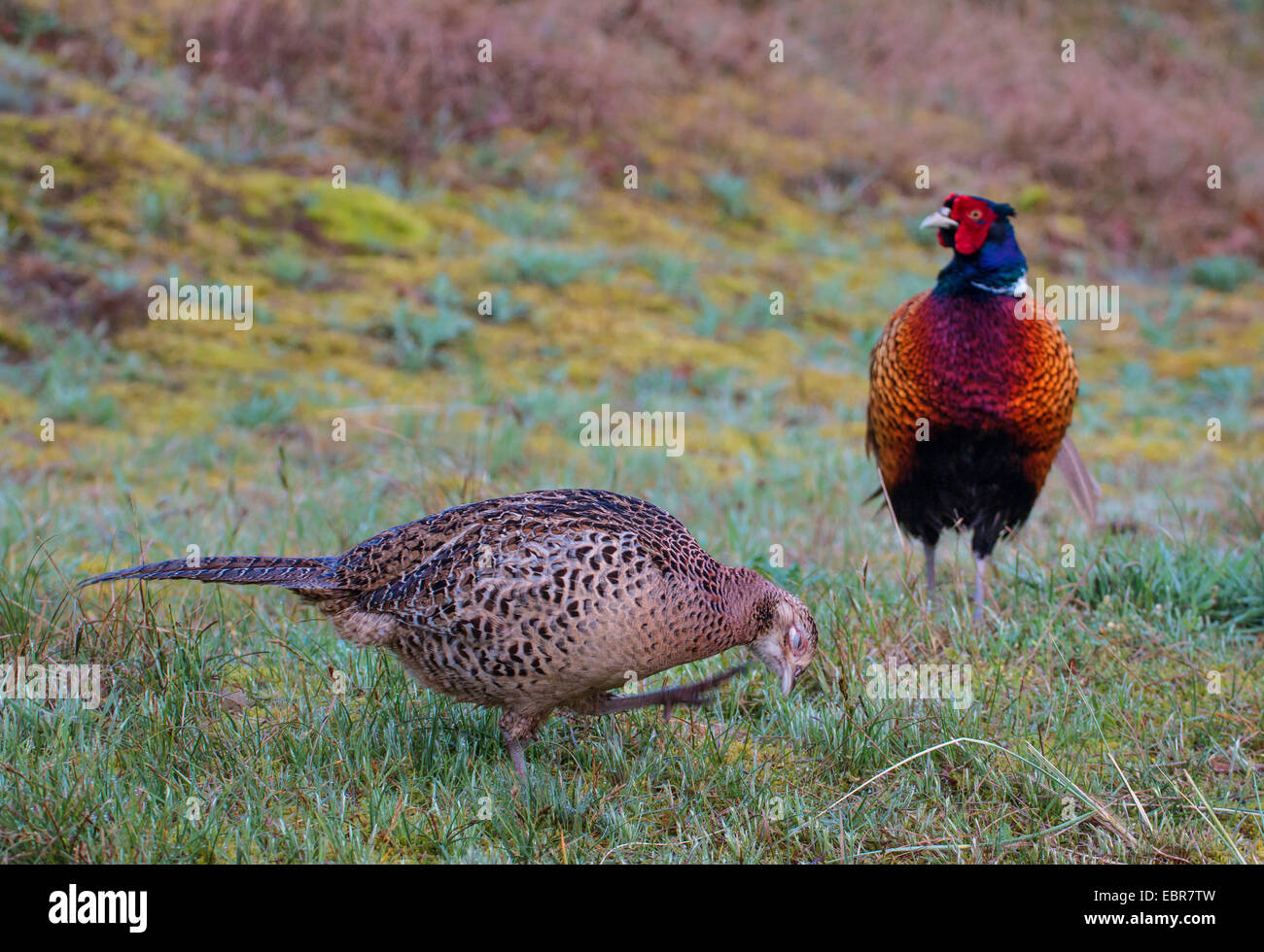 common pheasant, Caucasus Pheasant, Caucasian Pheasant (Phasianus colchicus), male and female in a meadow, Germany, Lower Saxony, Spiekeroog Stock Photo