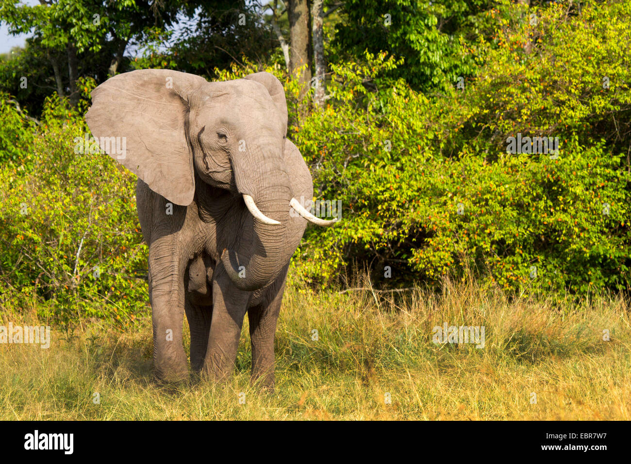 African elephant (Loxodonta africana), stands at forest edge, Kenya, Masai Mara National Park Stock Photo