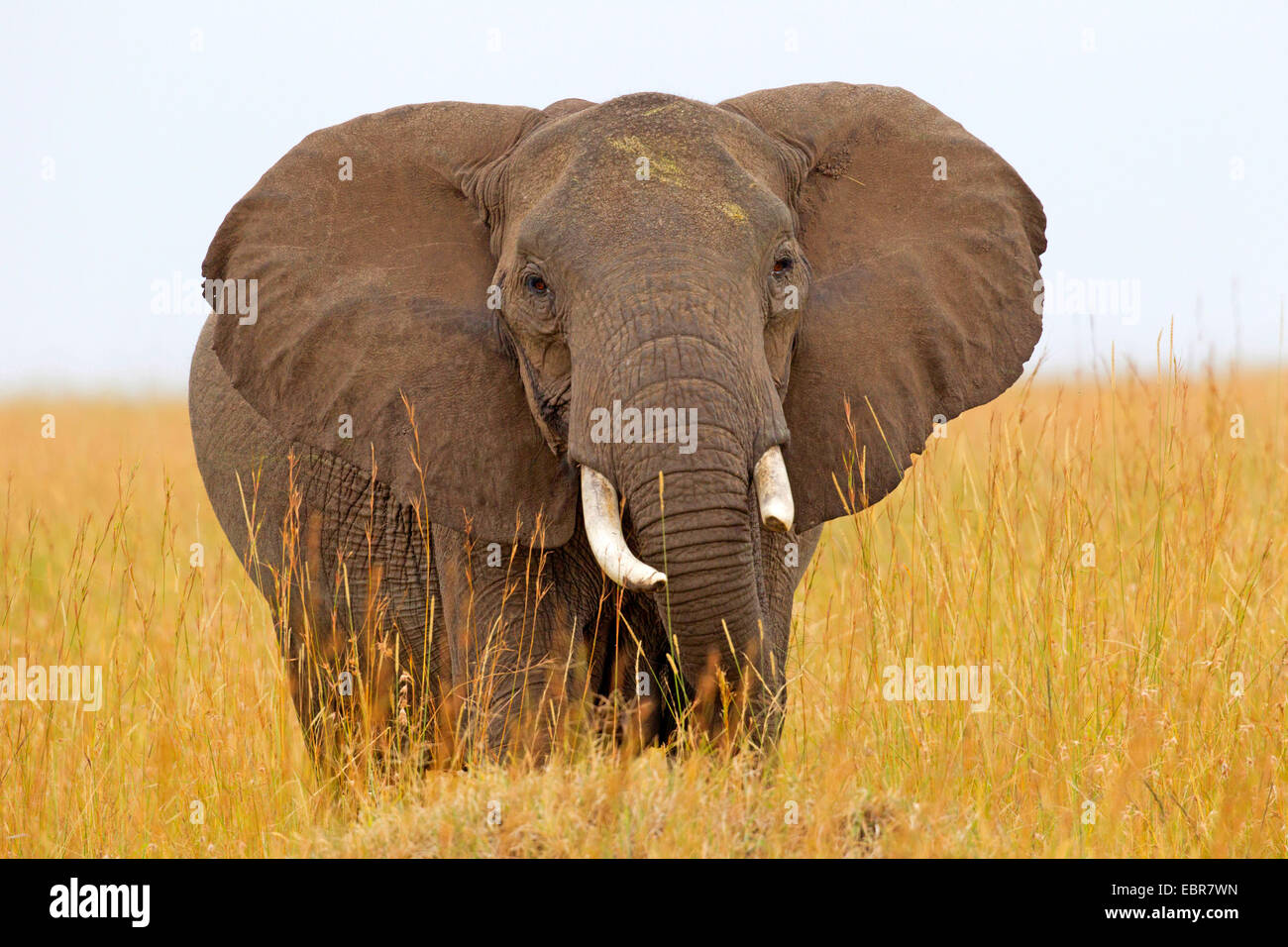 African elephant (Loxodonta africana), in savannah, Kenya, Masai Mara National Park Stock Photo
