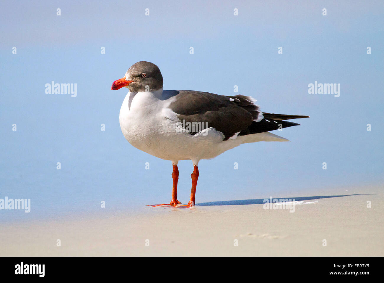 Magellan gull (Gabianus scoresbii, Leucophaeus scoresbii), sittin on the beach, Antarctica, Falkland Islands, Sounders Island Stock Photo