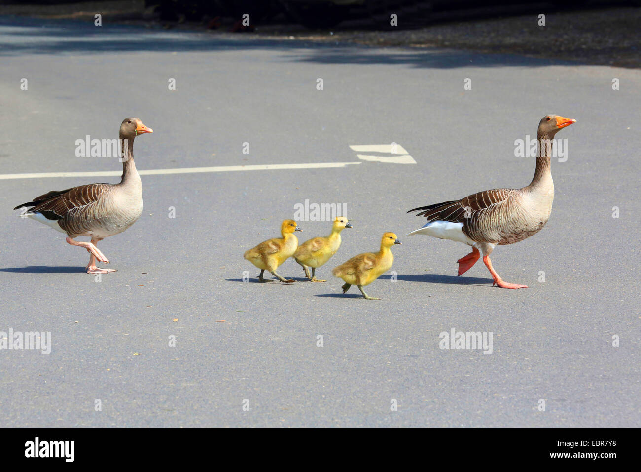 greylag goose (Anser anser), adults with chicks crossing a street, Germany Stock Photo