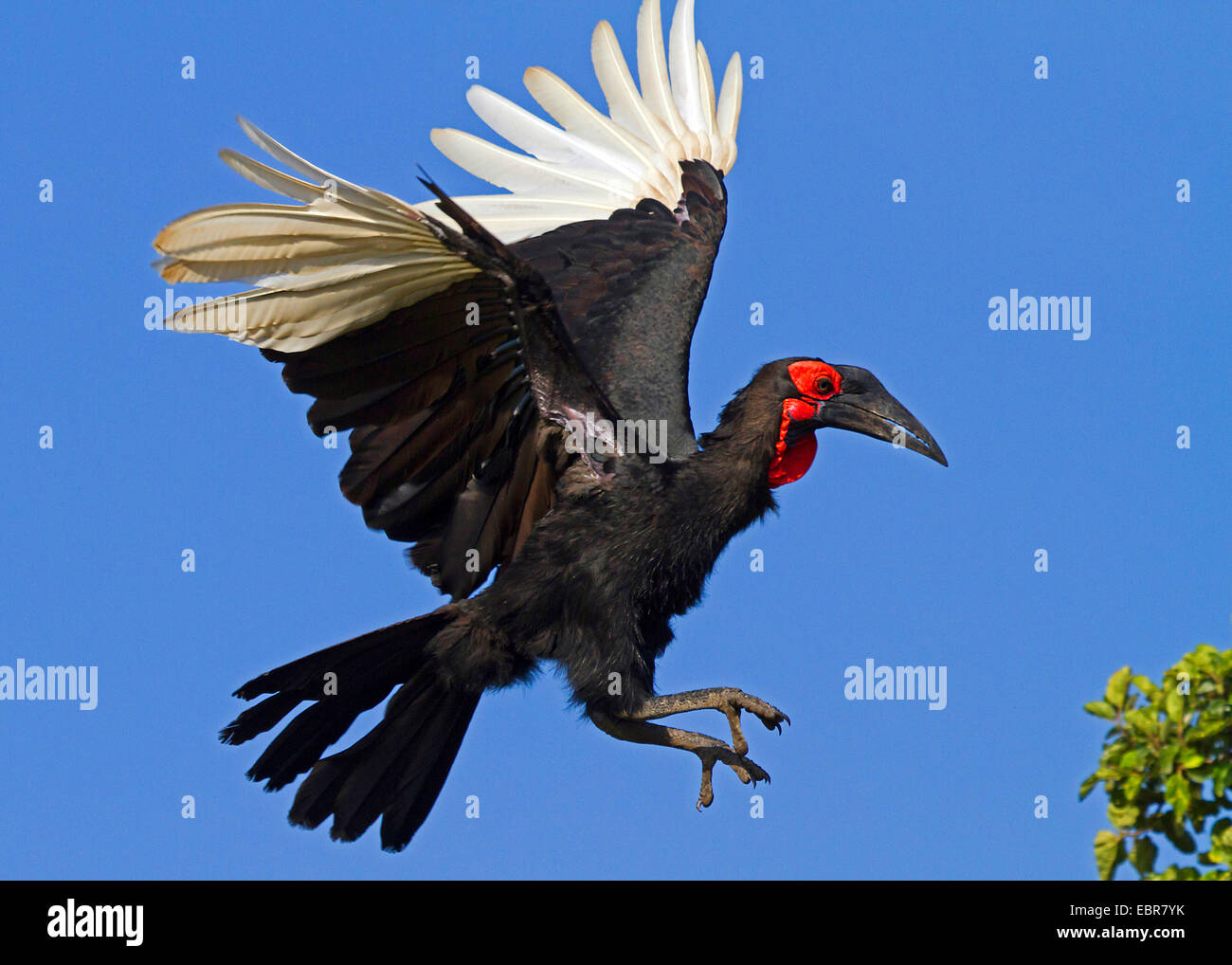 southern ground hornbill, ground hornbill (Bucorvus leadbeateri, Bucorvus cafer), landing, Kenya, Masai Mara National Park Stock Photo