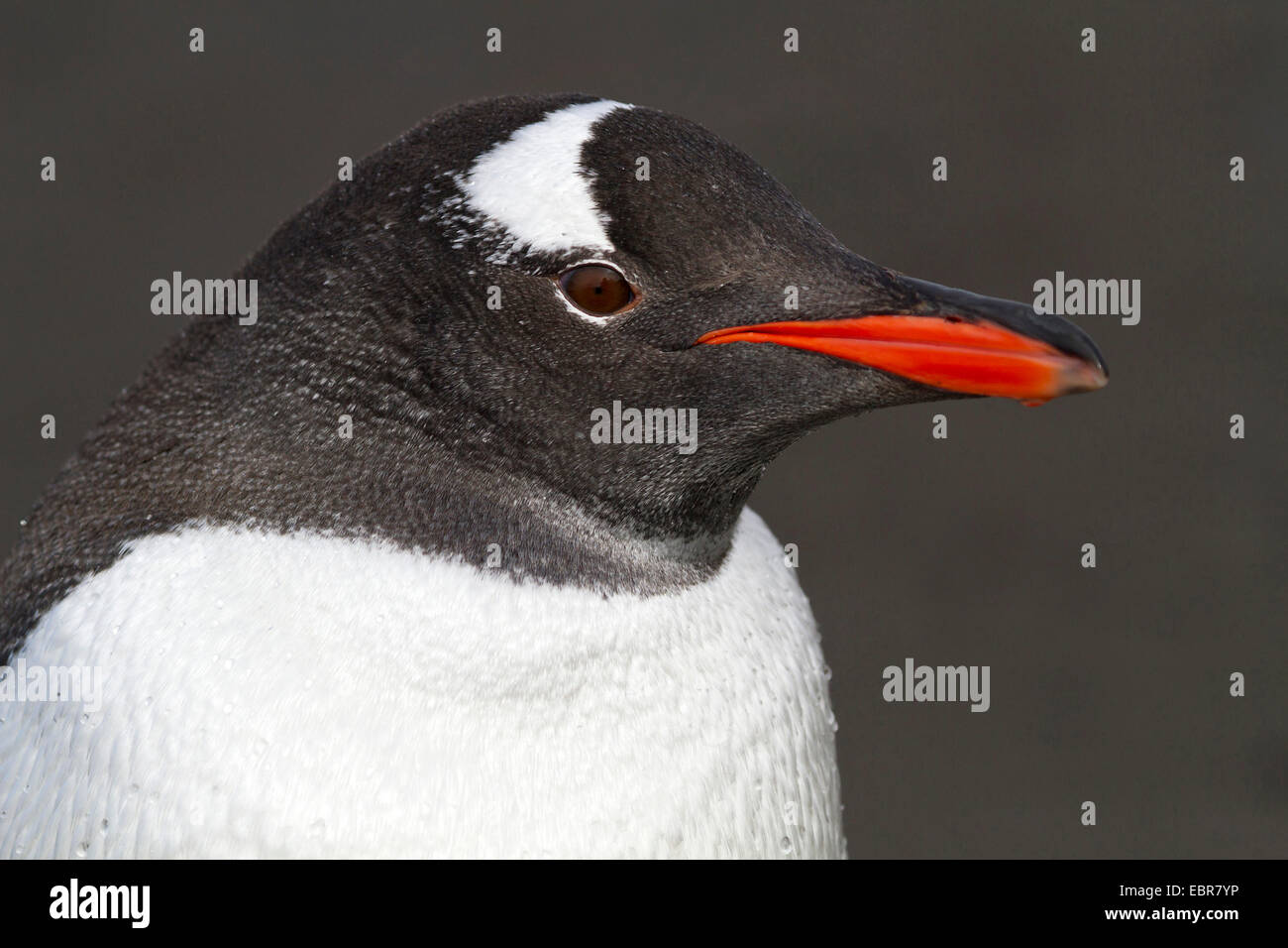 gentoo penguin (Pygoscelis papua), portrait, Antarctica, Falkland Islands, Falkland Inseln Stock Photo