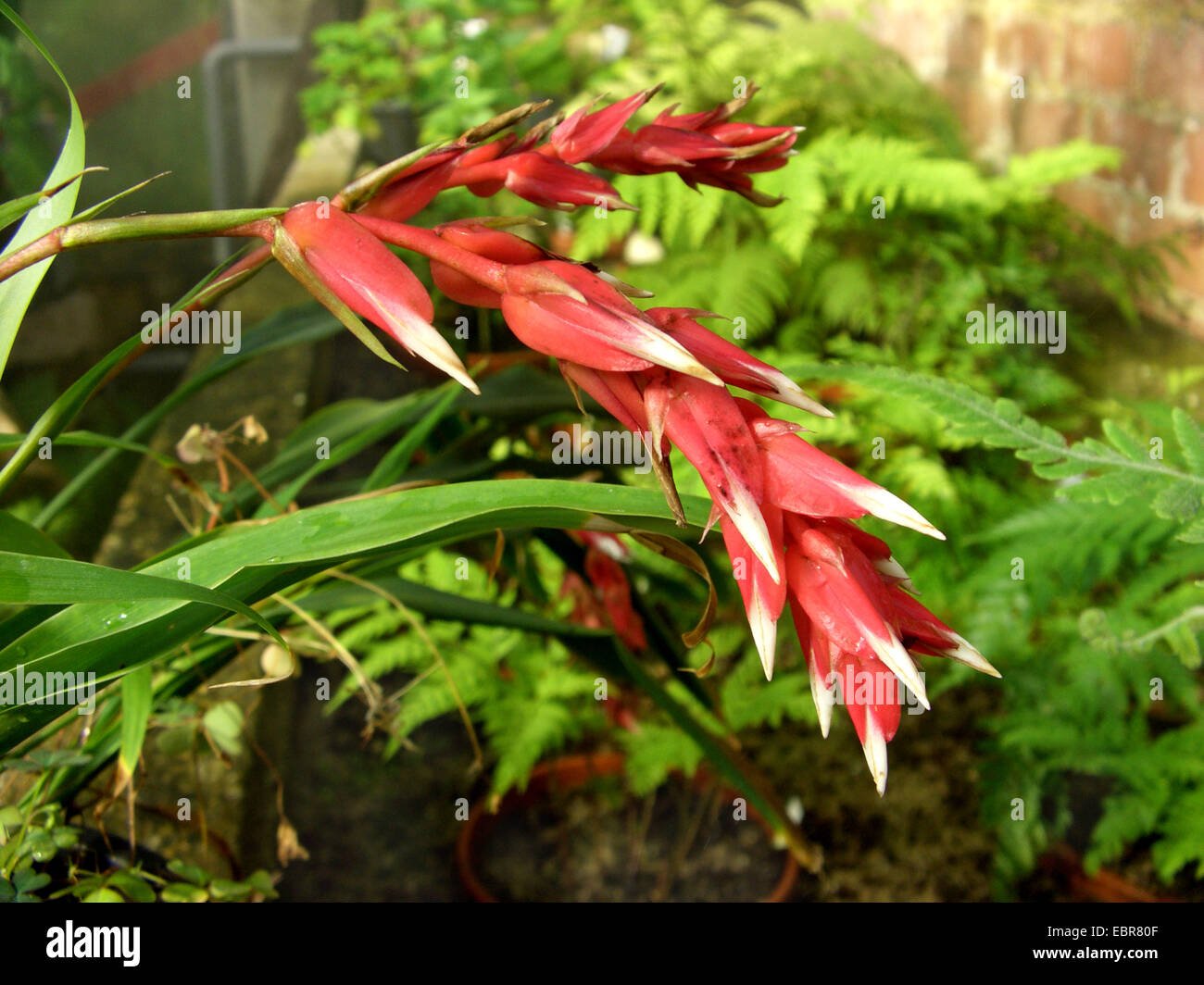 Pitcairnia (Pitcairnia heerdeae), inflorescence Stock Photo